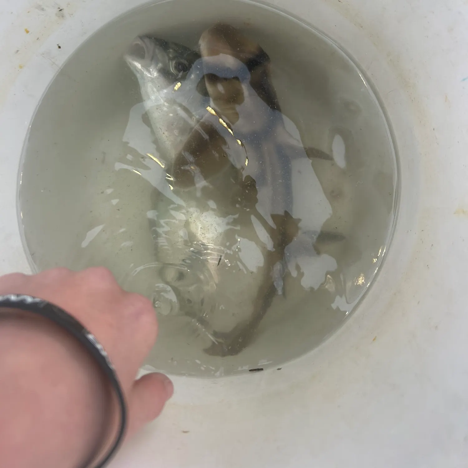The most recent Zebra fish catches on Fishbrain