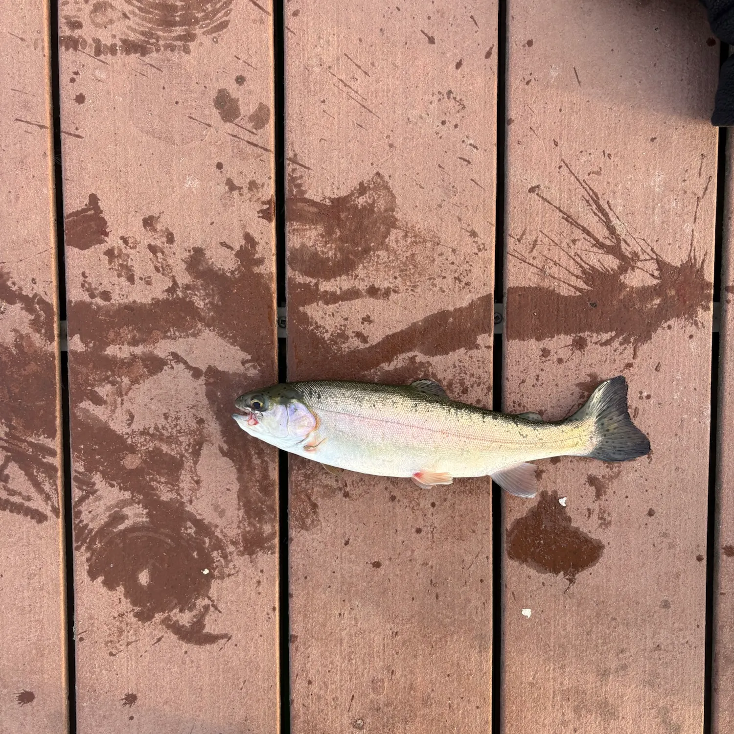 Rainbow trout caught on Fishbrain