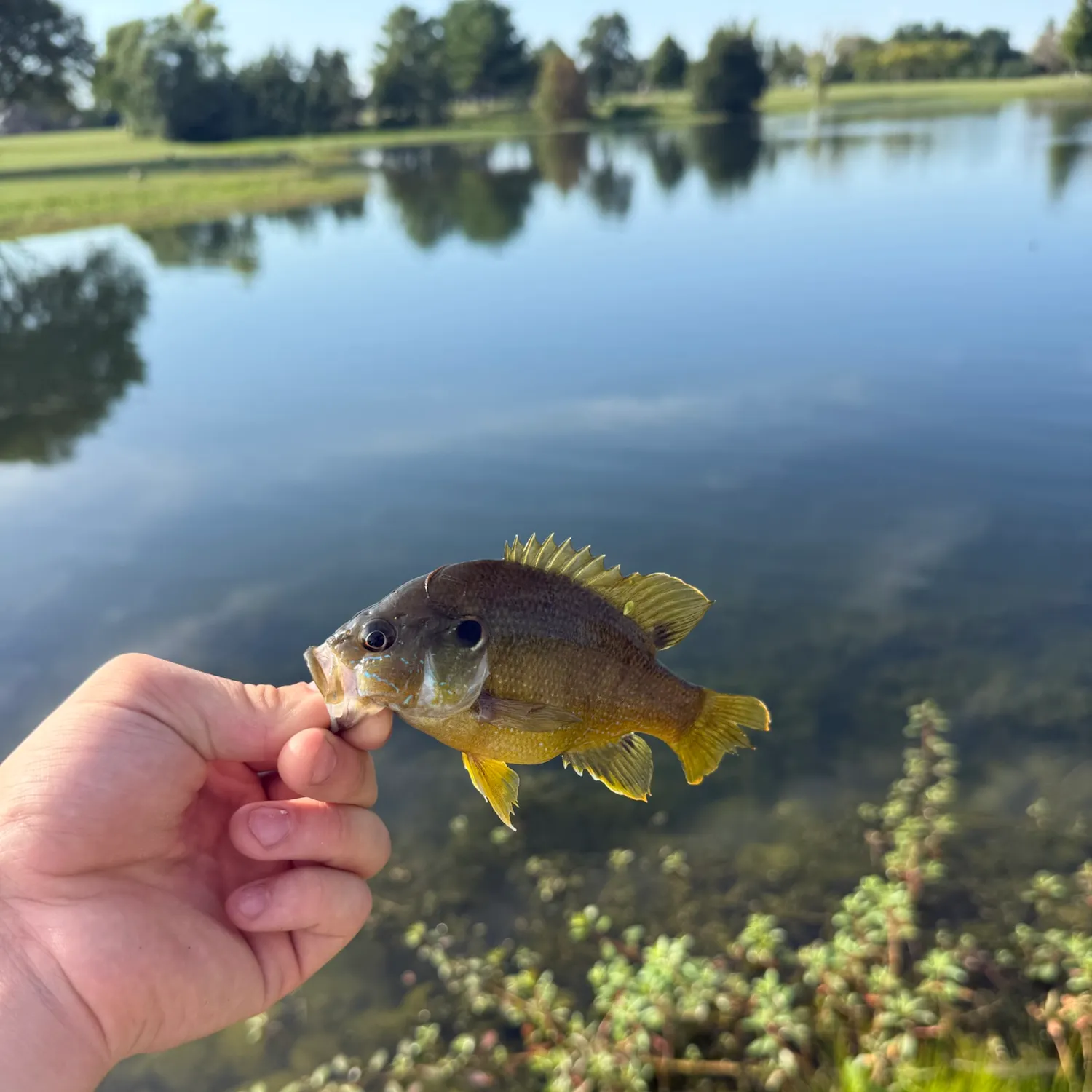 The most recent Green sunfish catches on Fishbrain