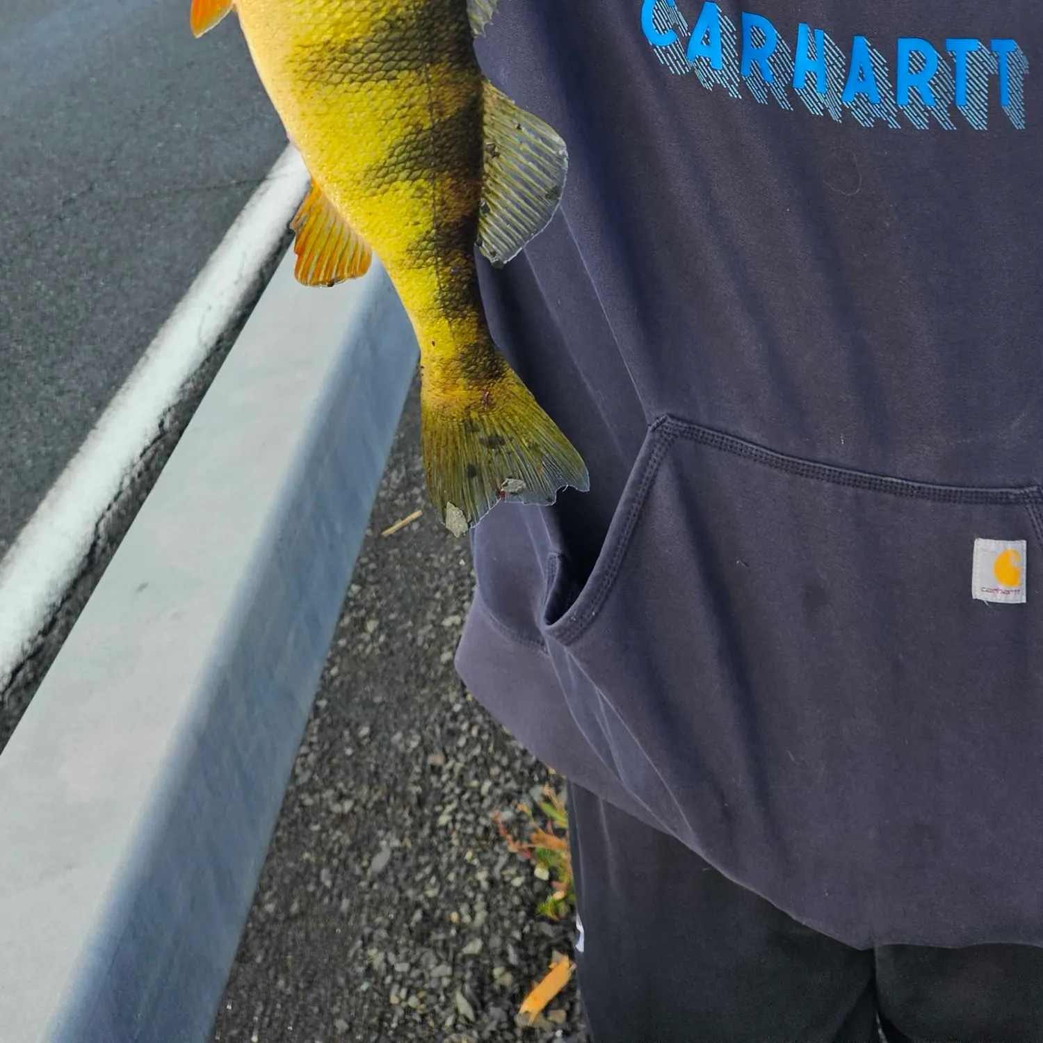 Yellow perch caught on Fishbrain