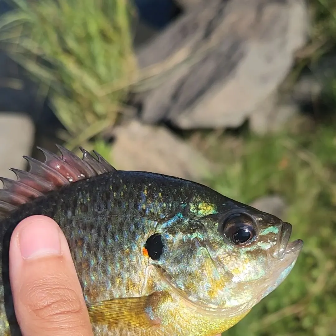 Pumpkinseed caught on Fishbrain
