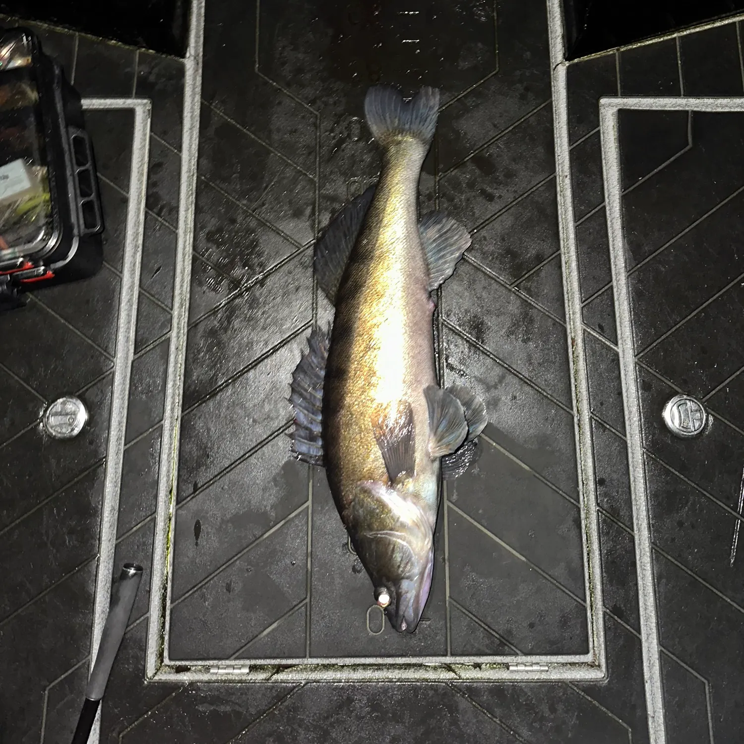 The most recent Zander catches on Fishbrain