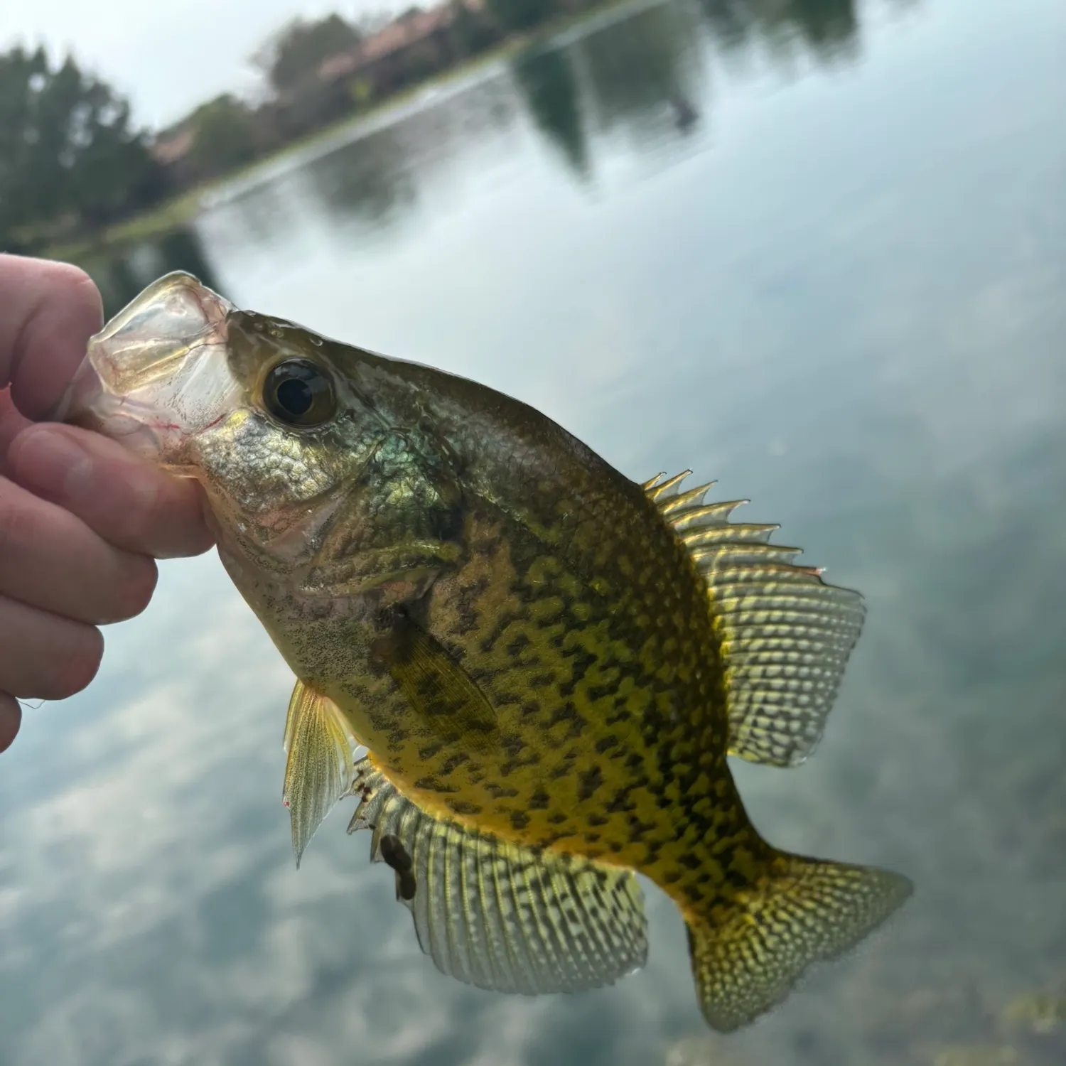Black crappie caught on Fishbrain