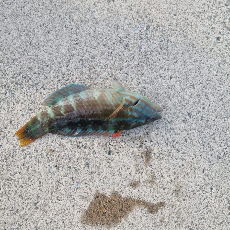 The most recent Gunther's wrasse catches on Fishbrain