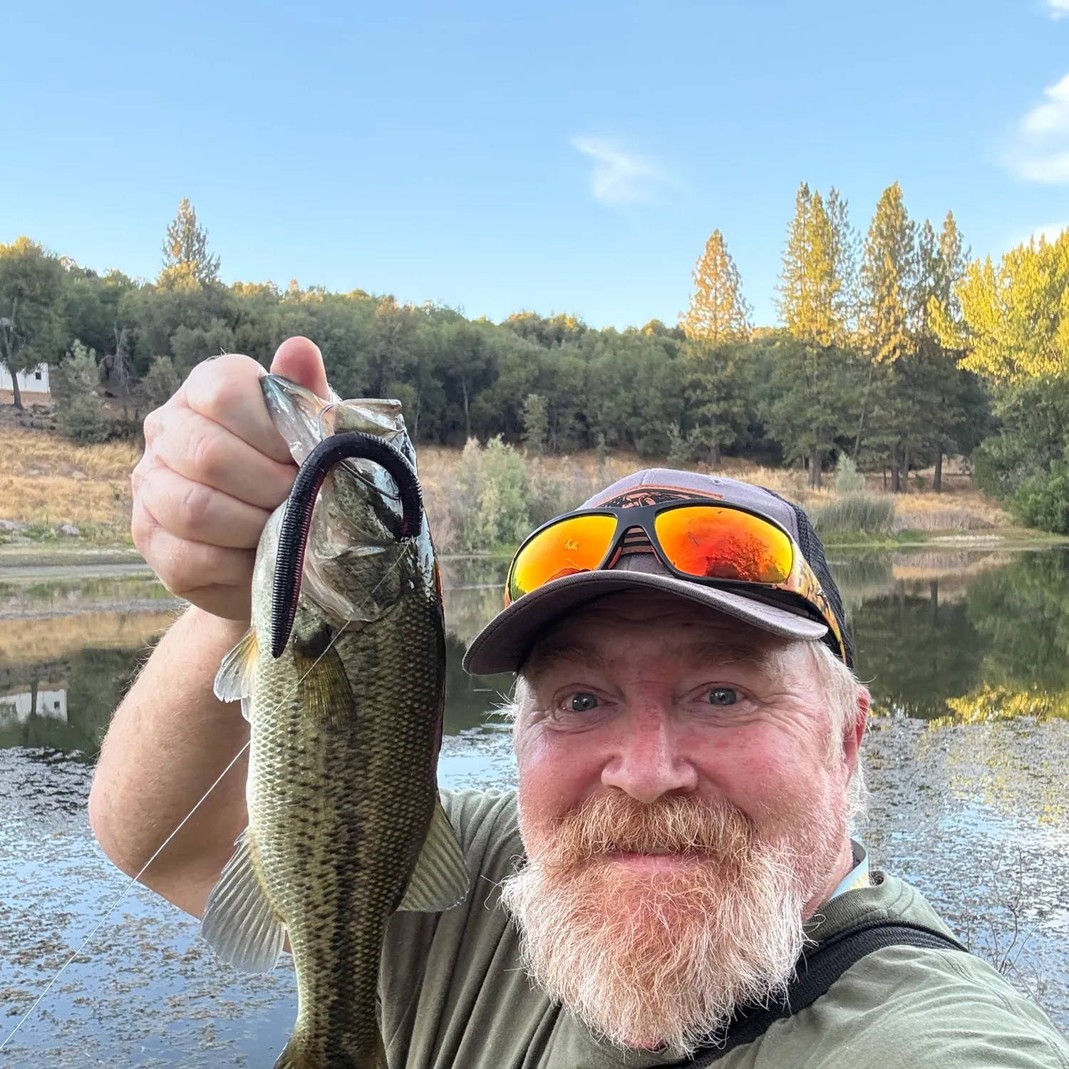 Spotted bass caught on Fishbrain
