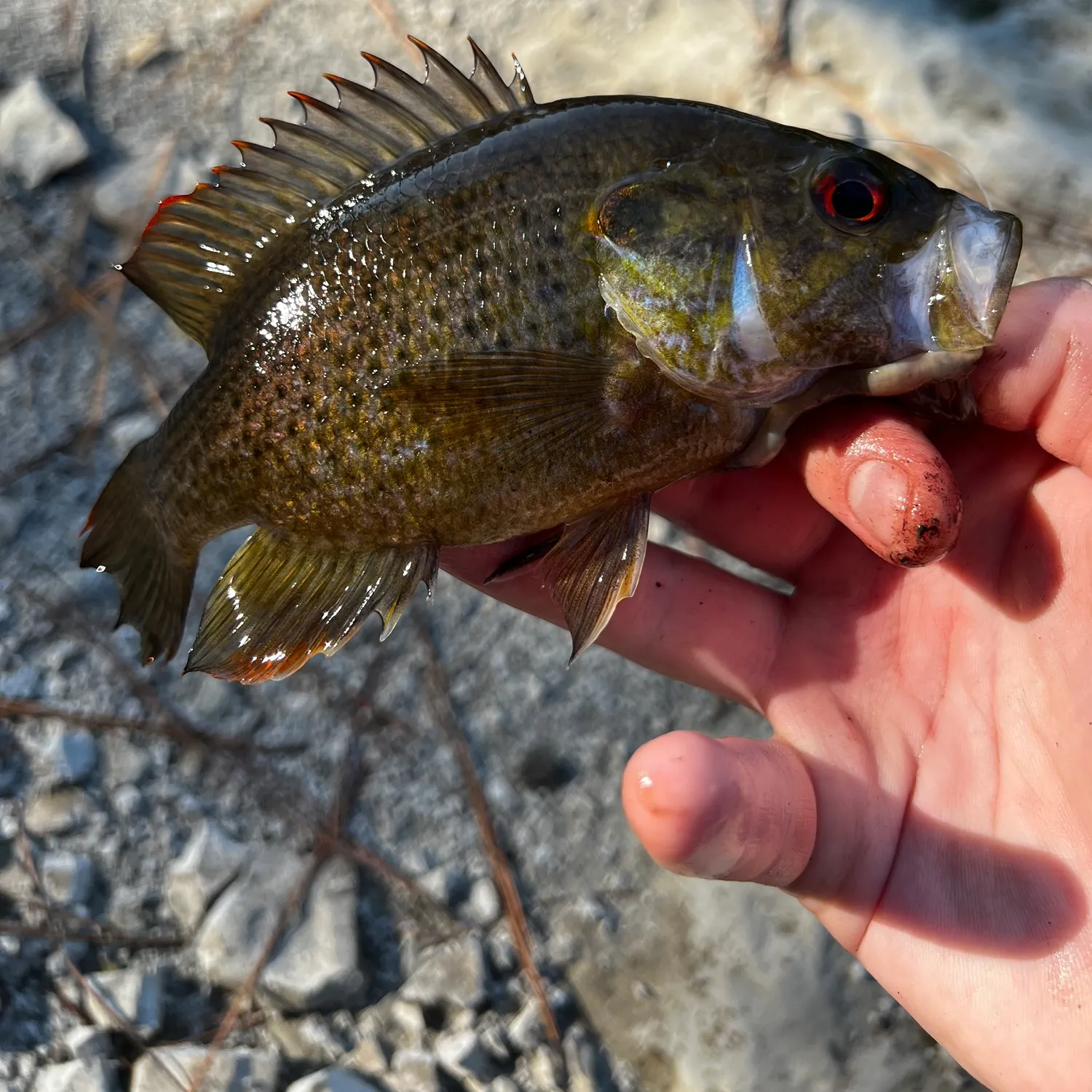 Warmouth caught on Fishbrain