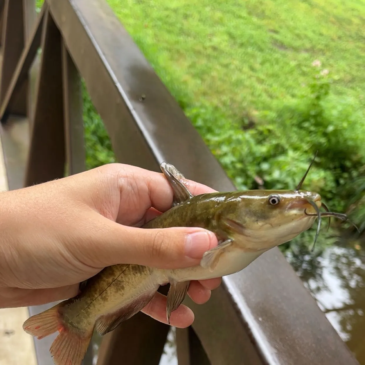 Yellow bullhead caught on Fishbrain