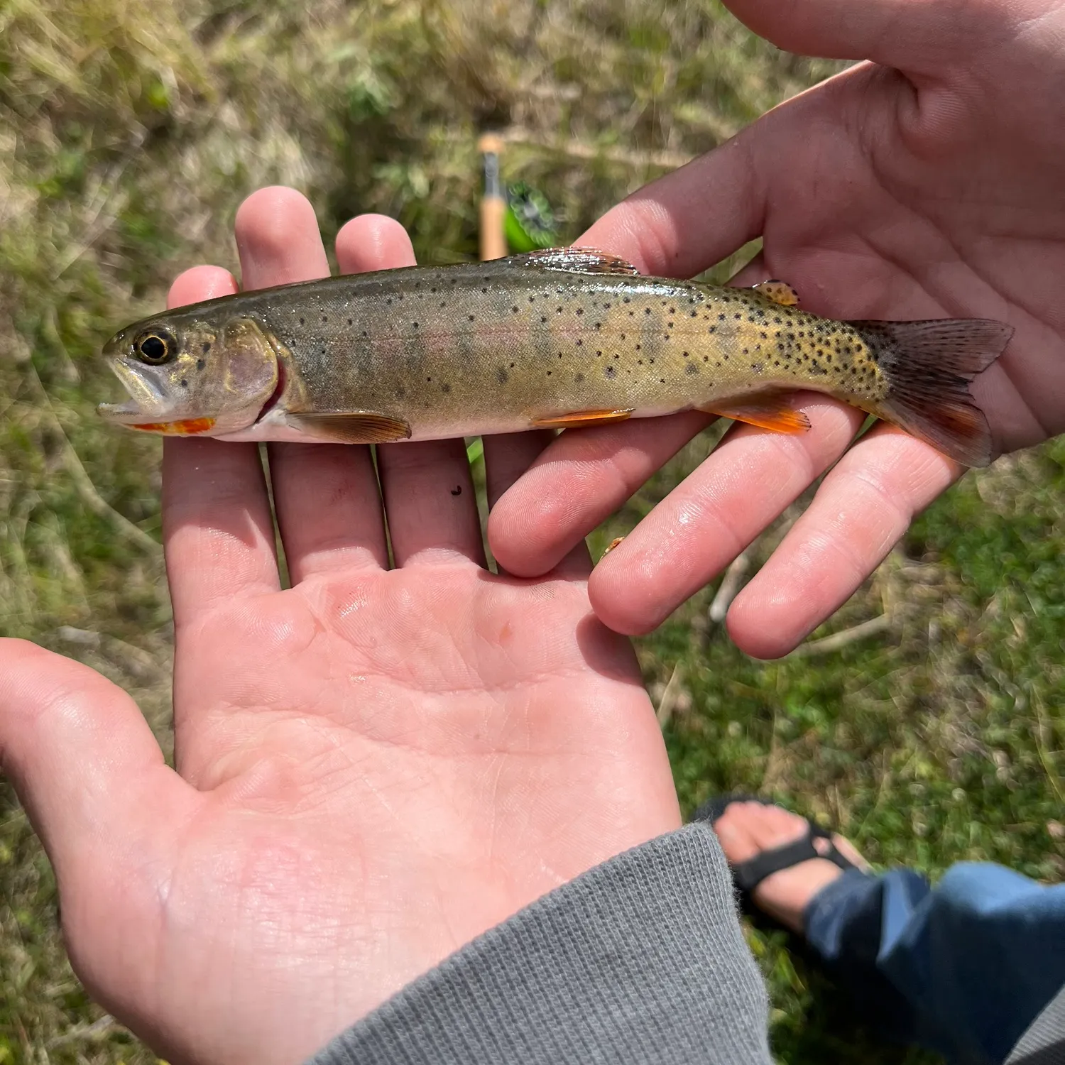 Cutthroat trout caught on Fishbrain