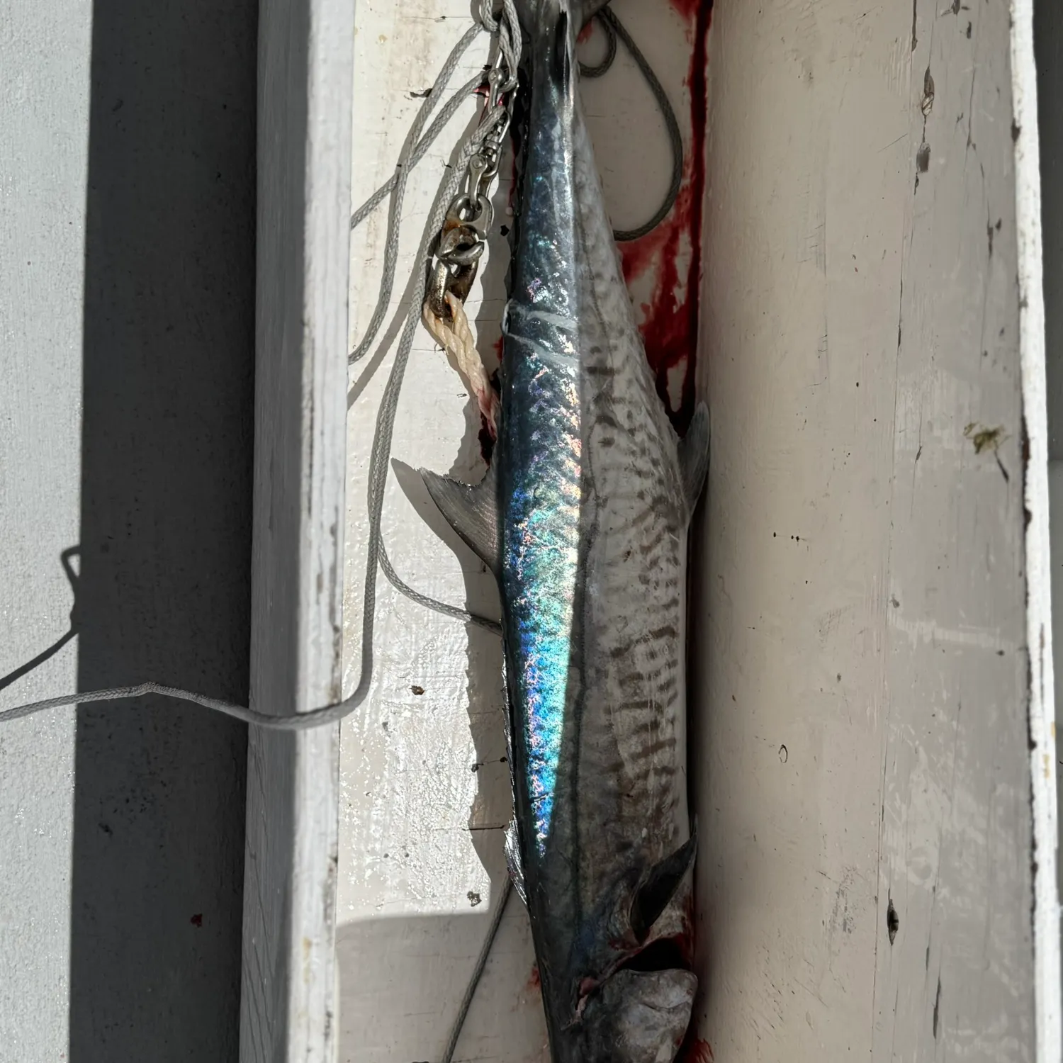 The most recent Narrow-barred Spanish mackerel catches on Fishbrain