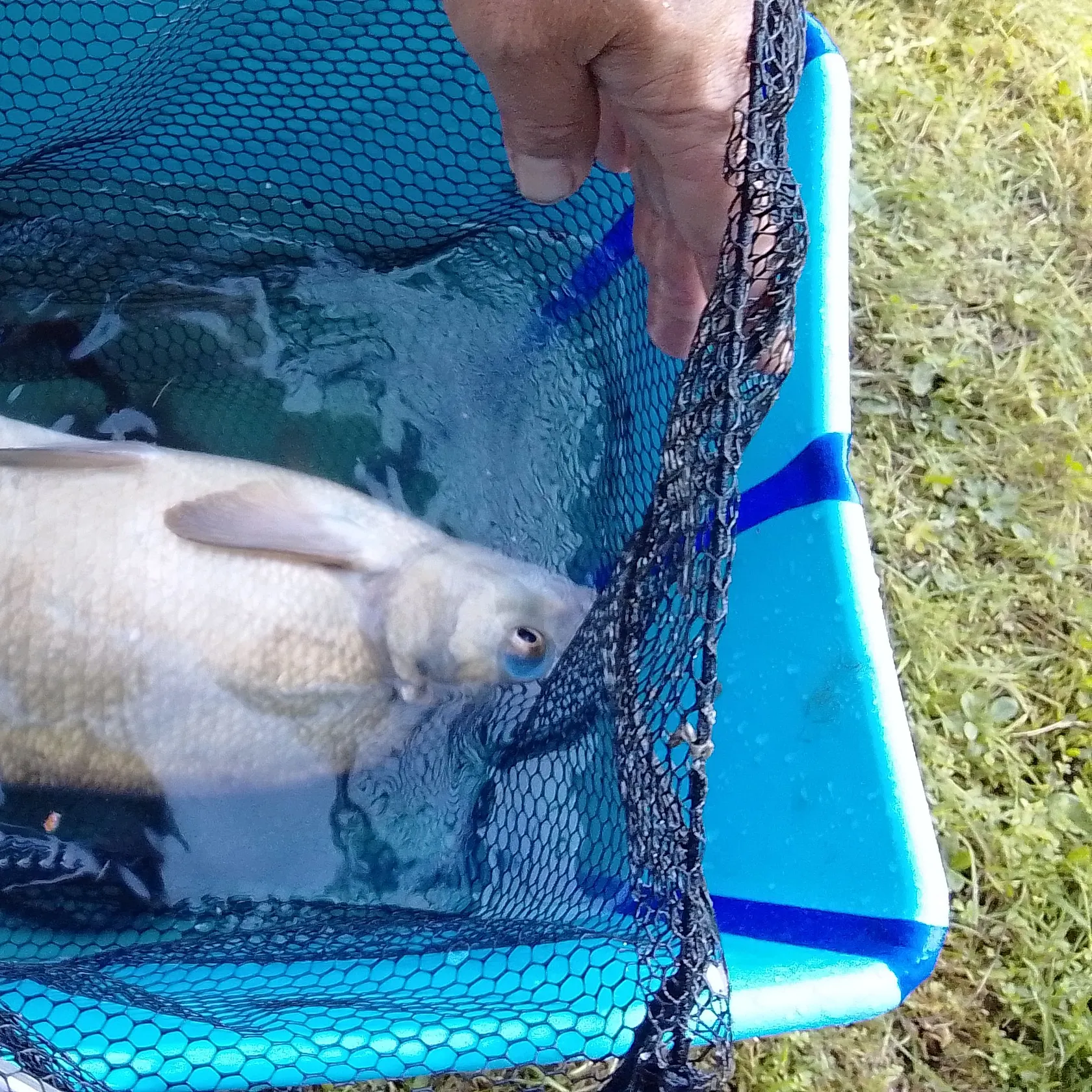 Common bream caught on Fishbrain