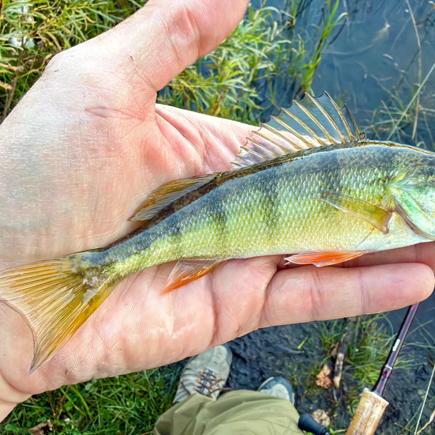 Yellow perch caught on Fishbrain