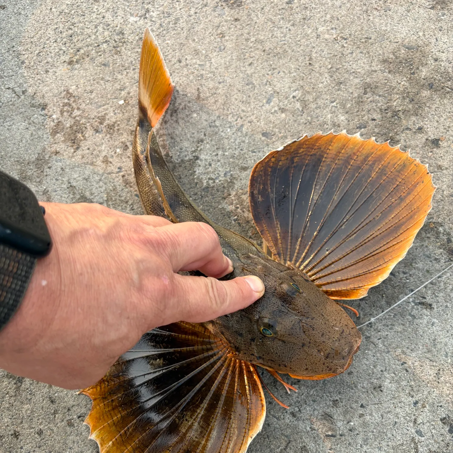 catch