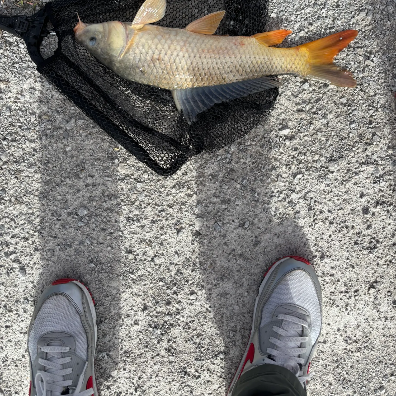 Common carp caught on Fishbrain