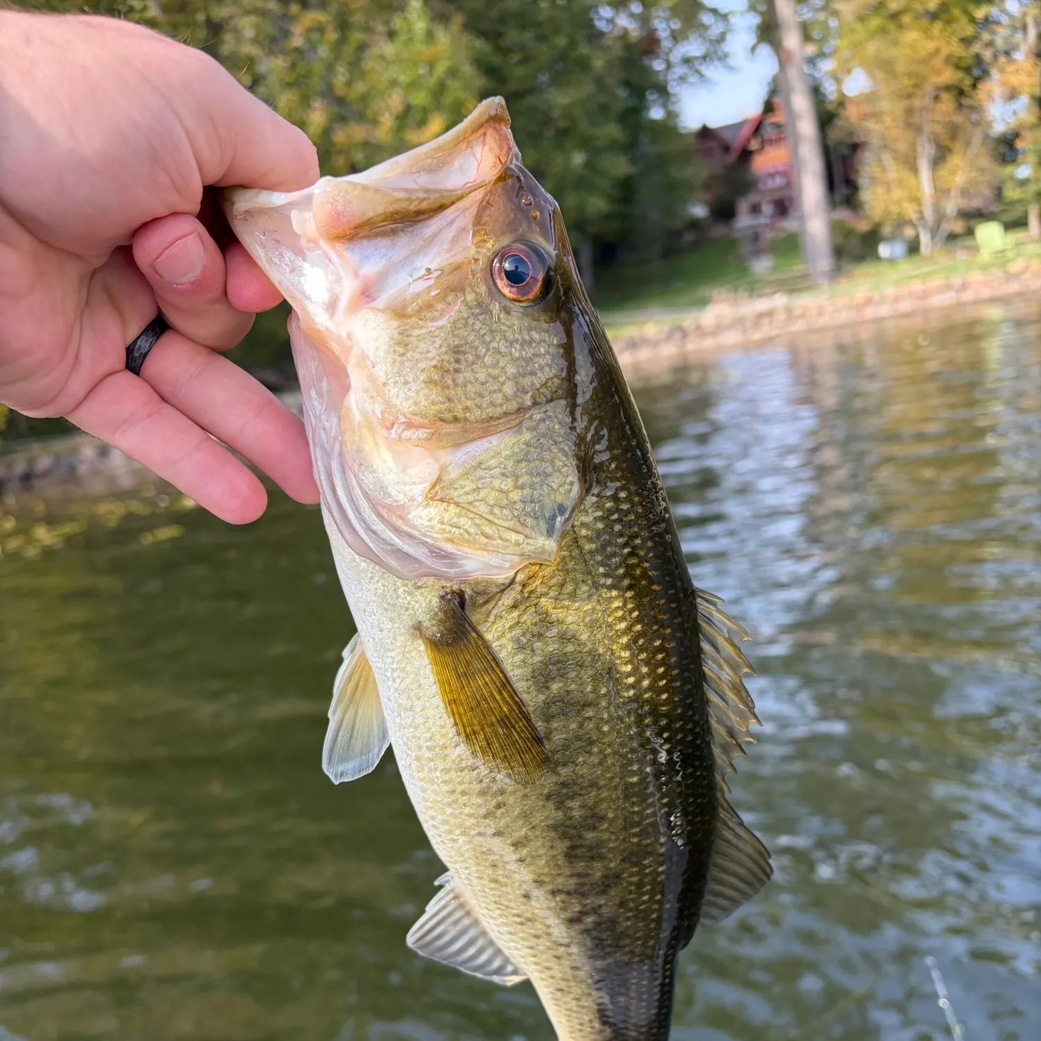 Largemouth bass caught on Fishbrain