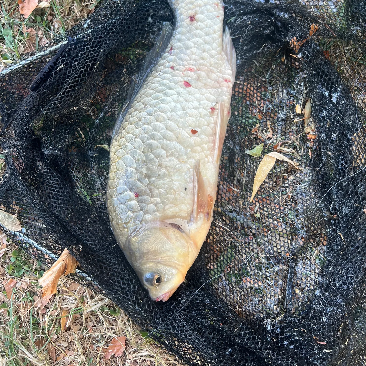 Crucian carp caught on Fishbrain