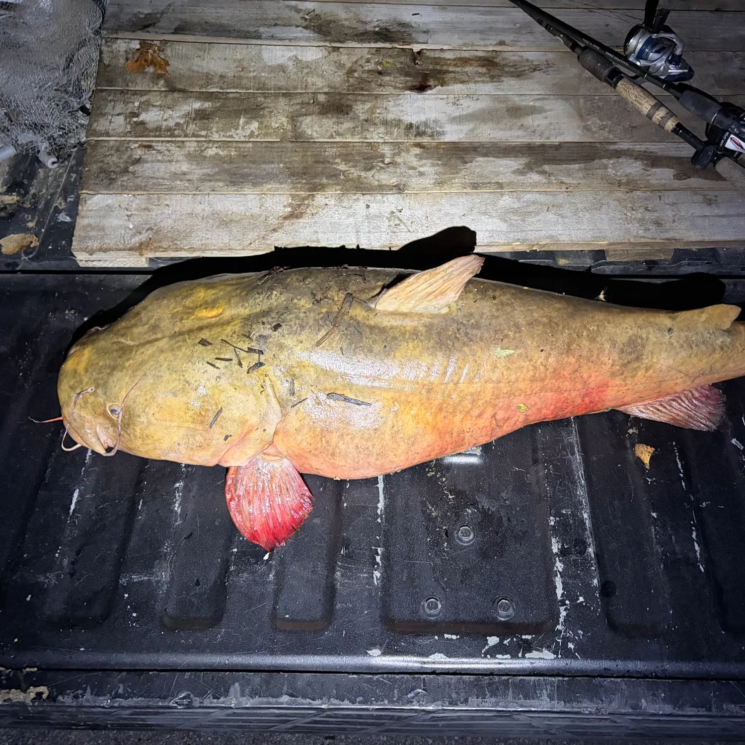 Flathead catfish caught on Fishbrain