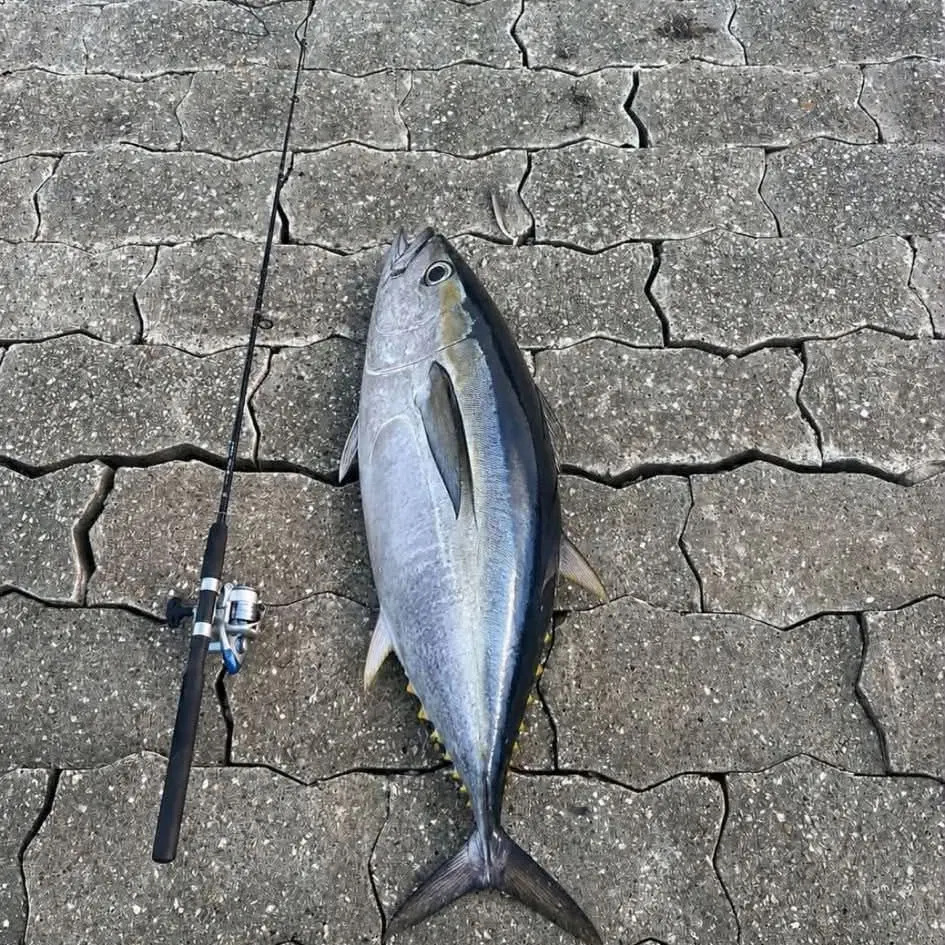 Blackfin tuna caught on Fishbrain