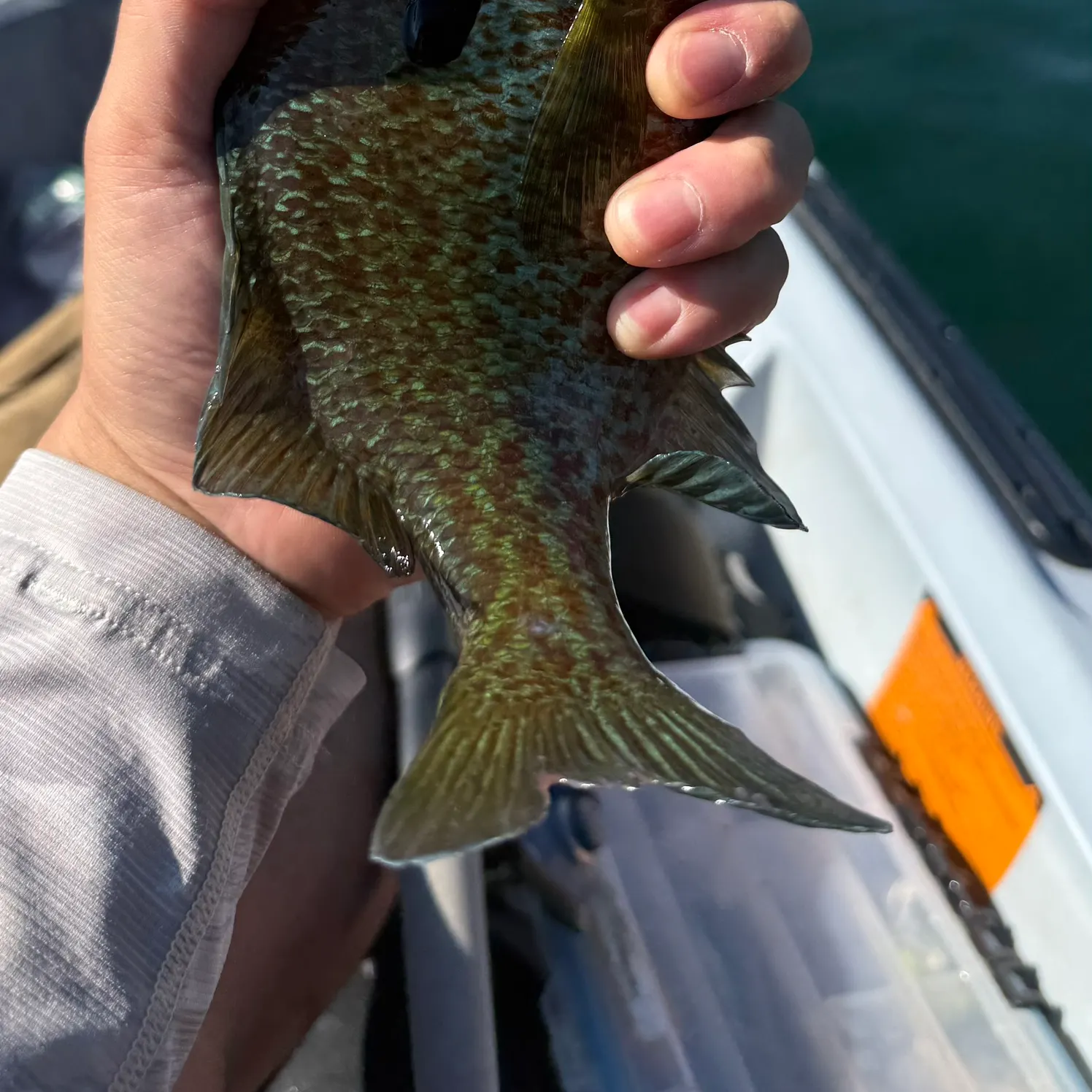 catch