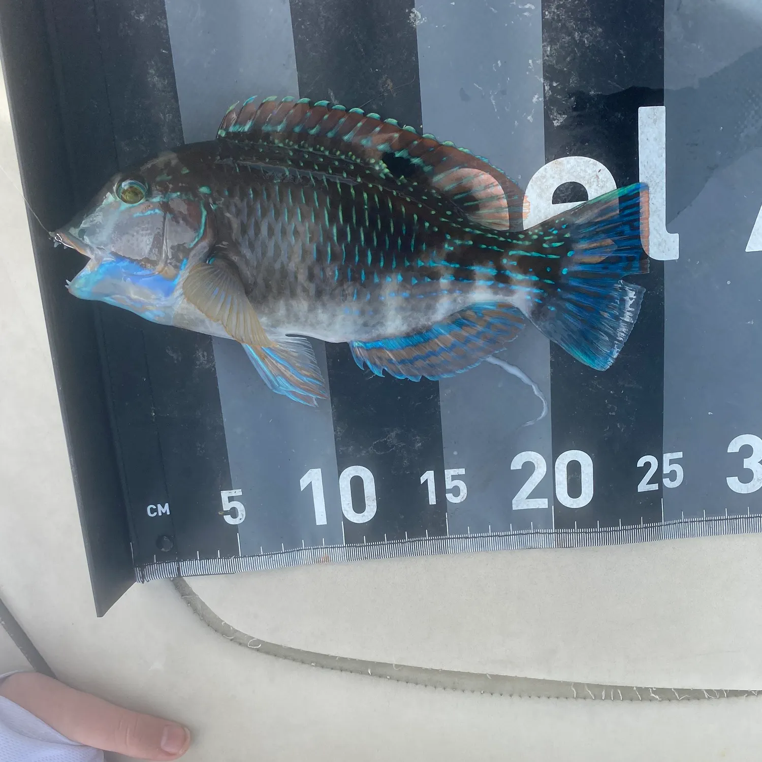 The most recent Ballan wrasse catches on Fishbrain