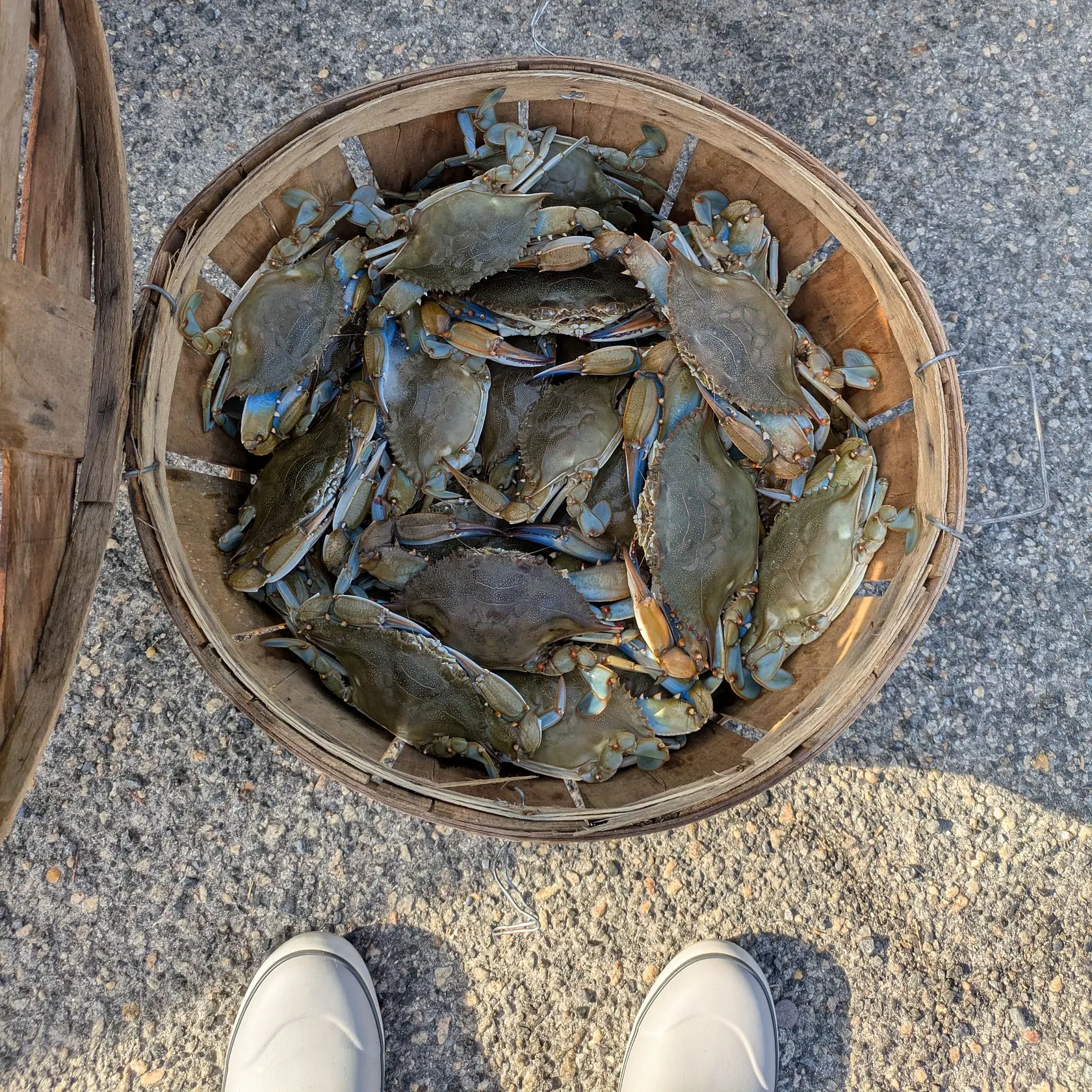 Blue crab caught on Fishbrain