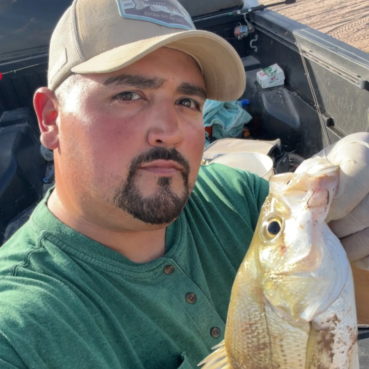White bass caught on Fishbrain