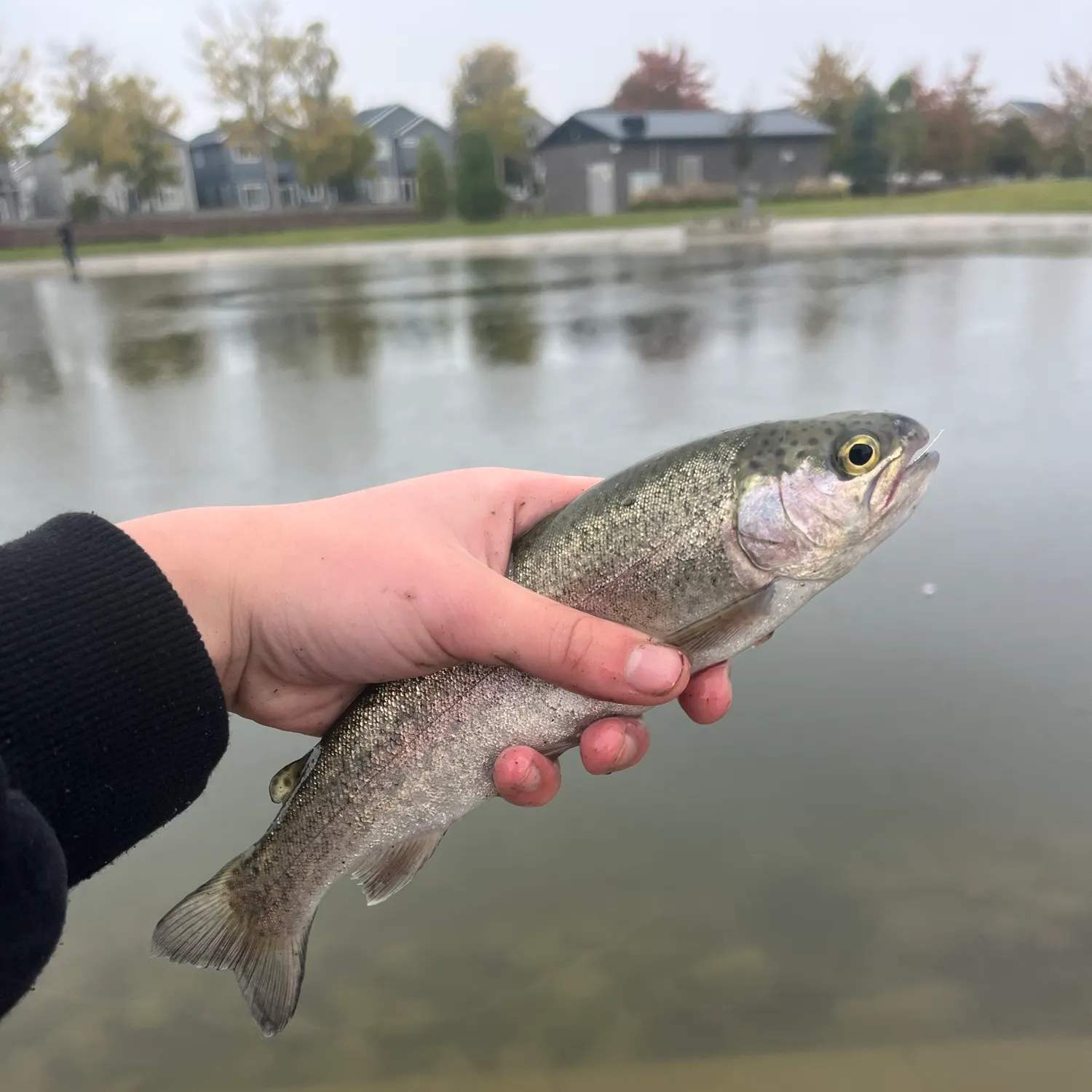 Rainbow trout caught on Fishbrain