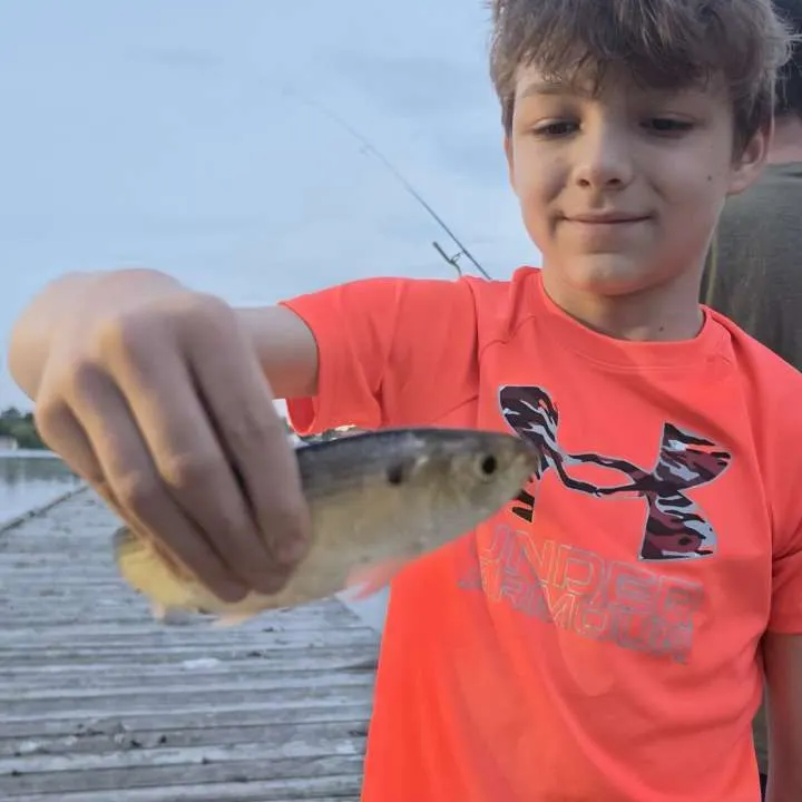 The most recent Blueback shad catches on Fishbrain