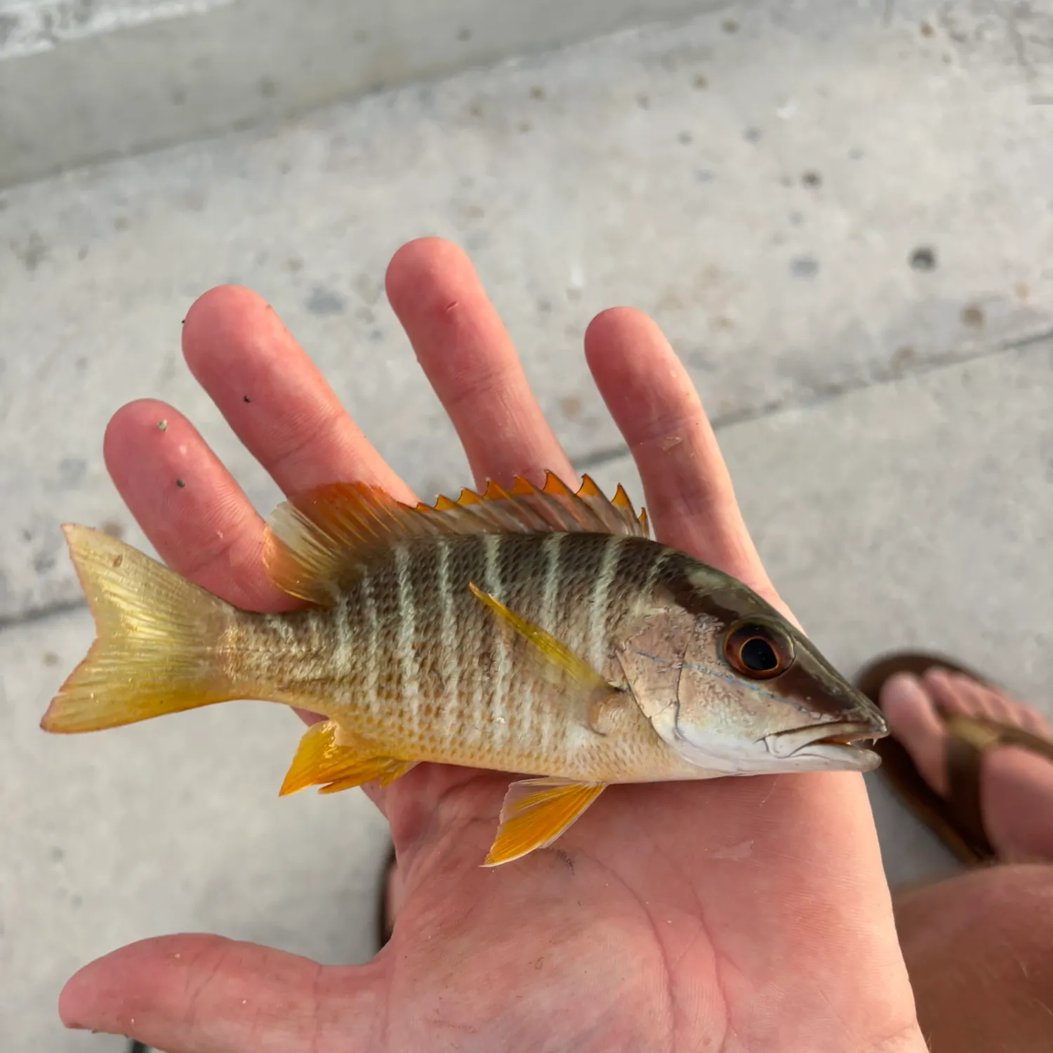 The most recent Schoolmaster snapper catches on Fishbrain