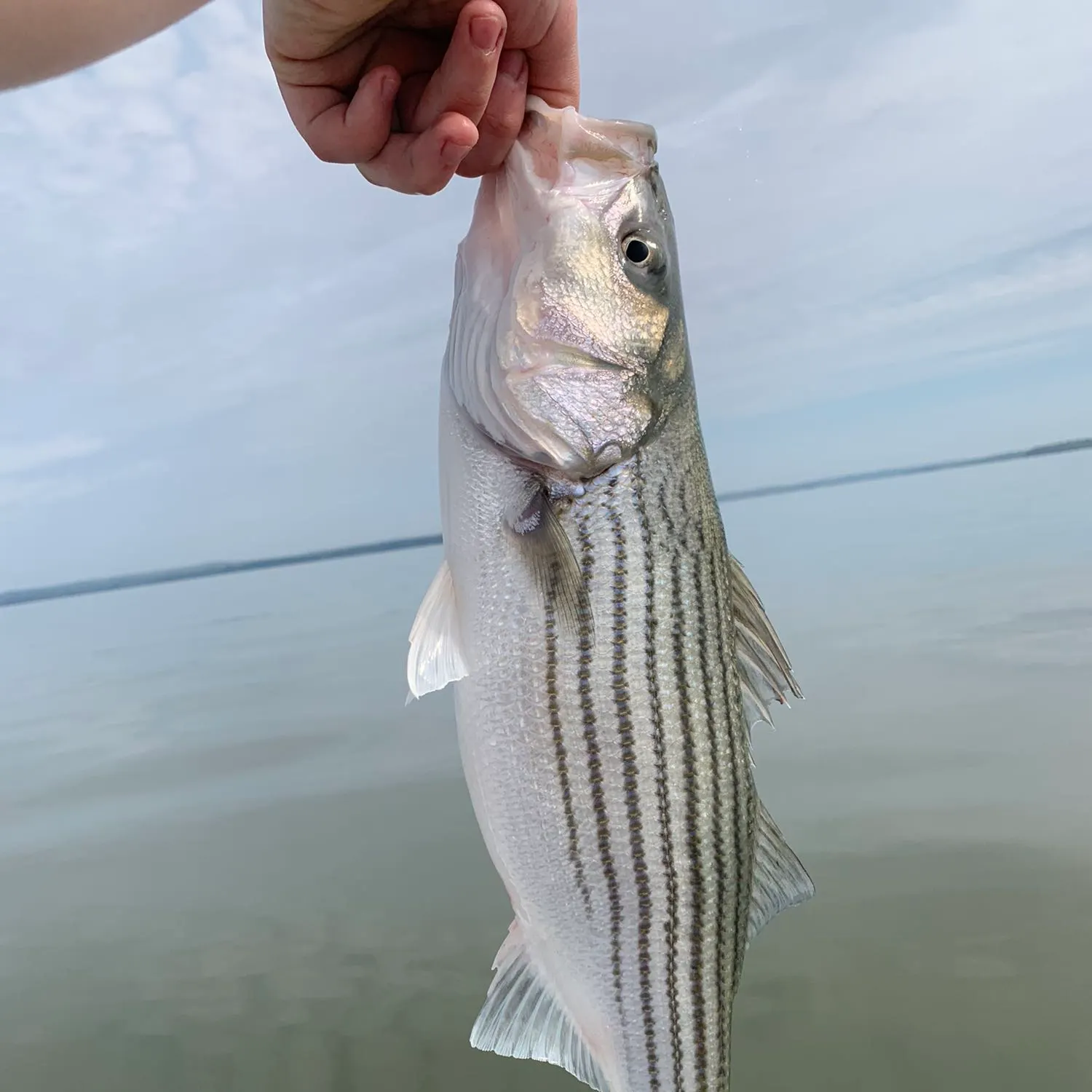 angler catch