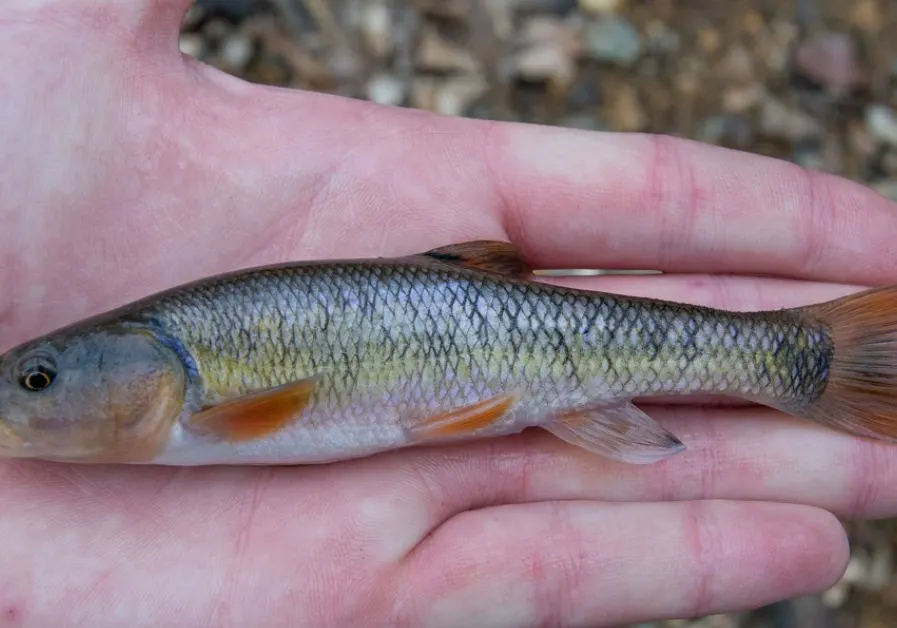 Creek chub