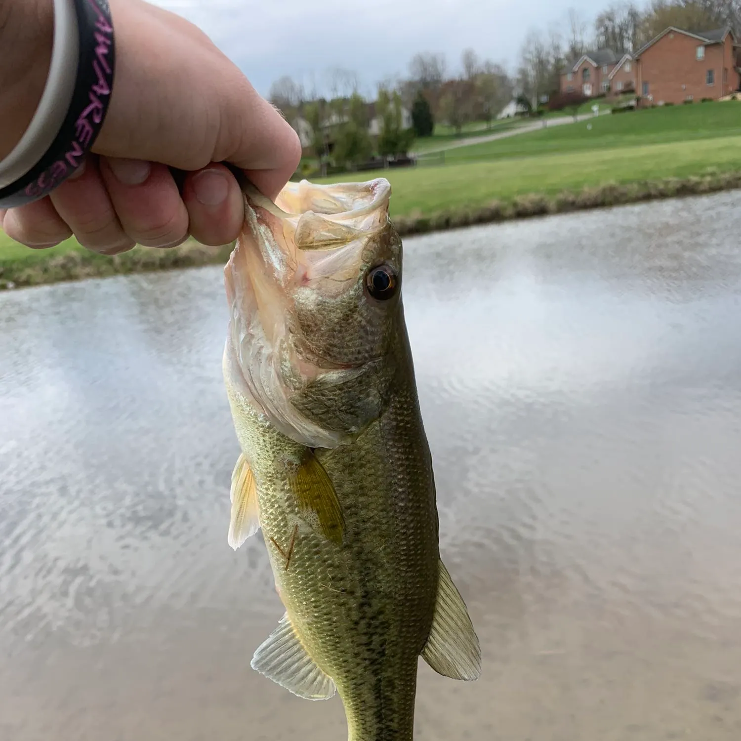 angler catch