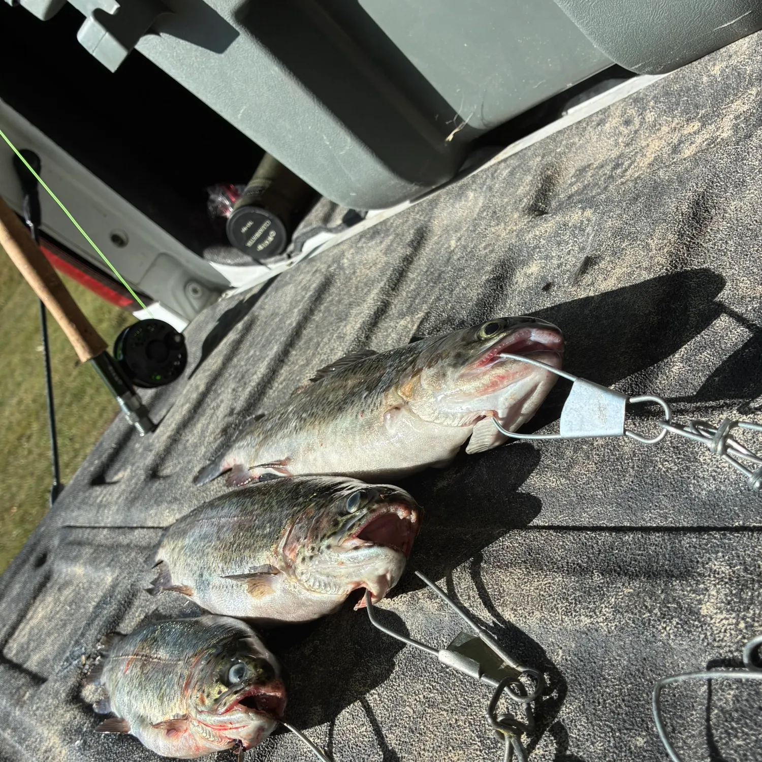 recently logged catches