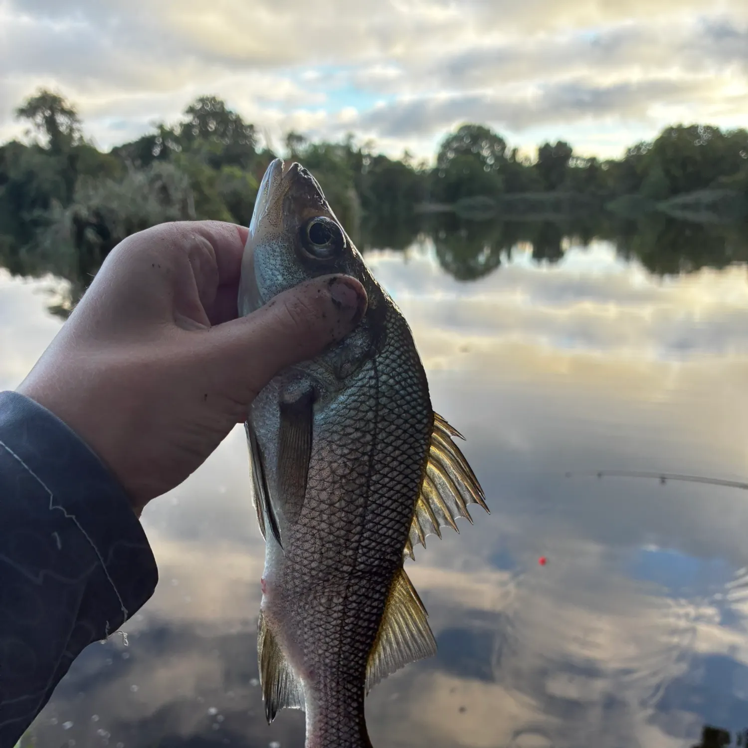 White perch caught on Fishbrain