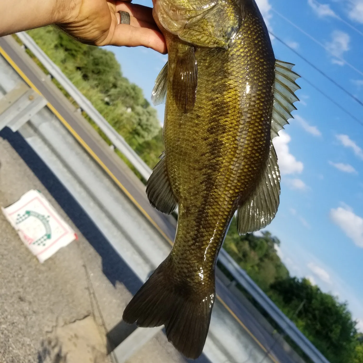 Fish caught on Fishbrain