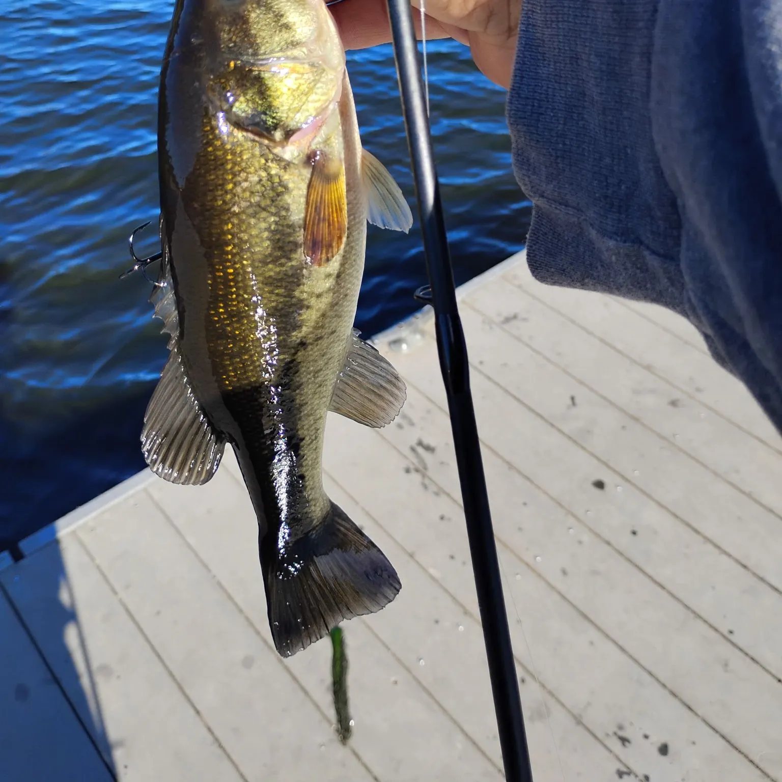 Largemouth bass caught on Fishbrain