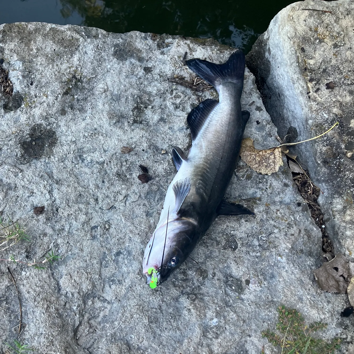 Channel catfish caught on Fishbrain