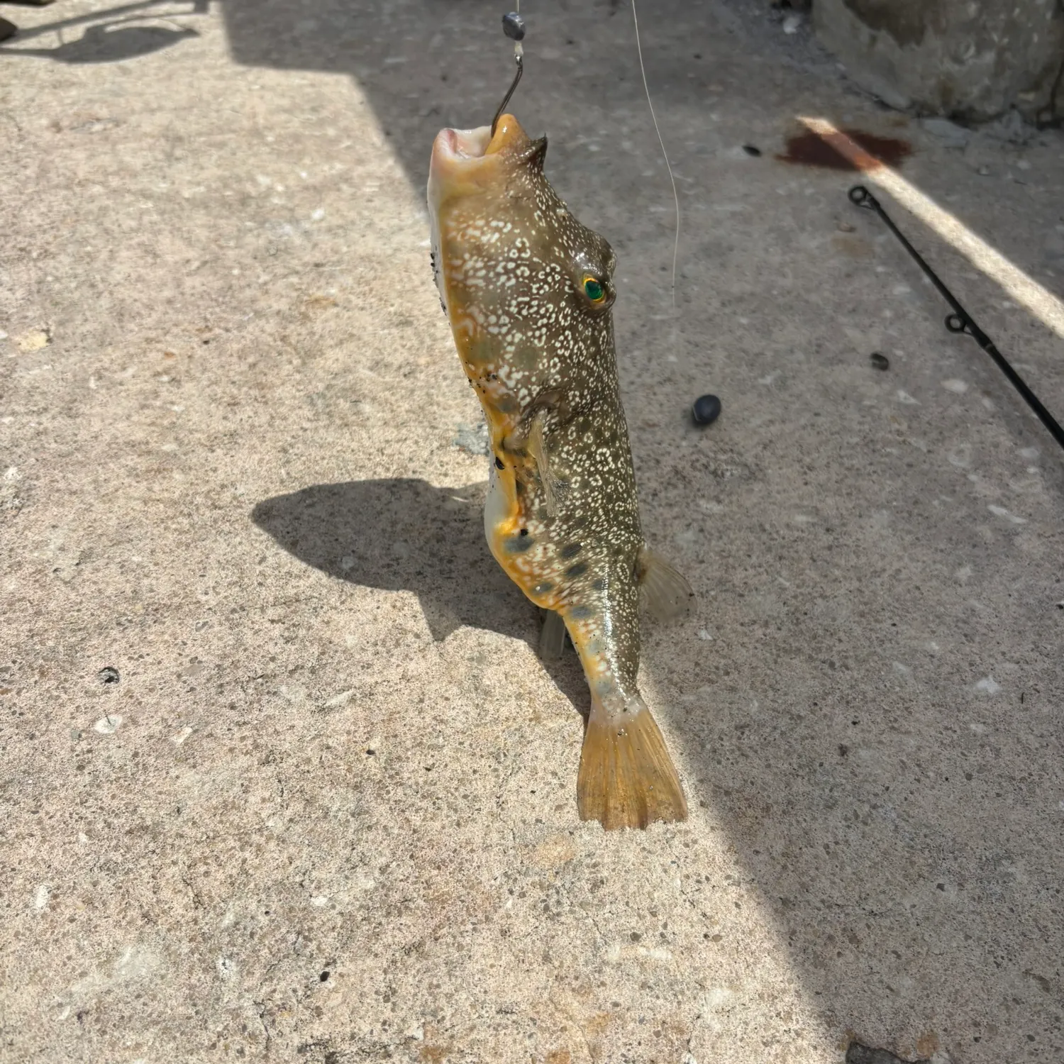 catch