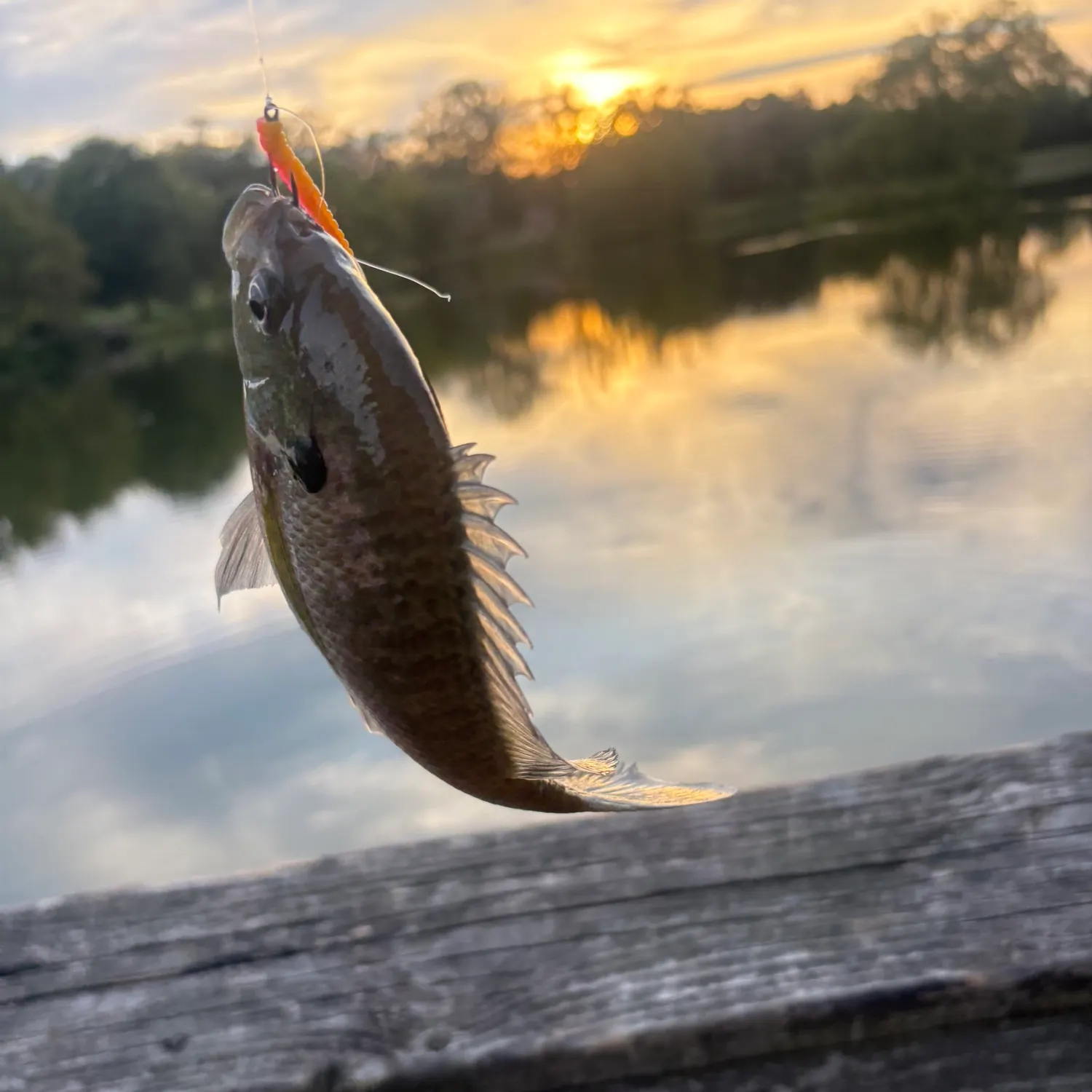 Fish caught on Fishbrain