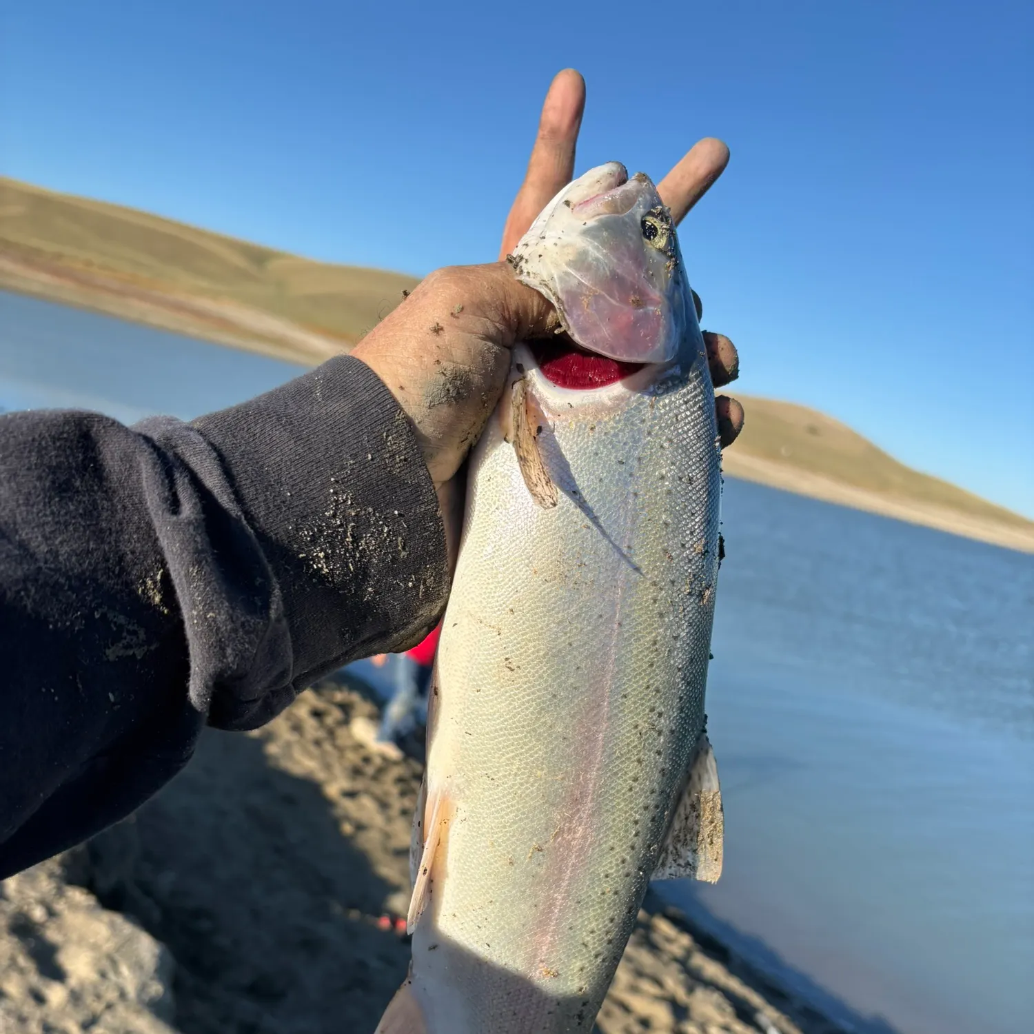 Rainbow trout caught on Fishbrain