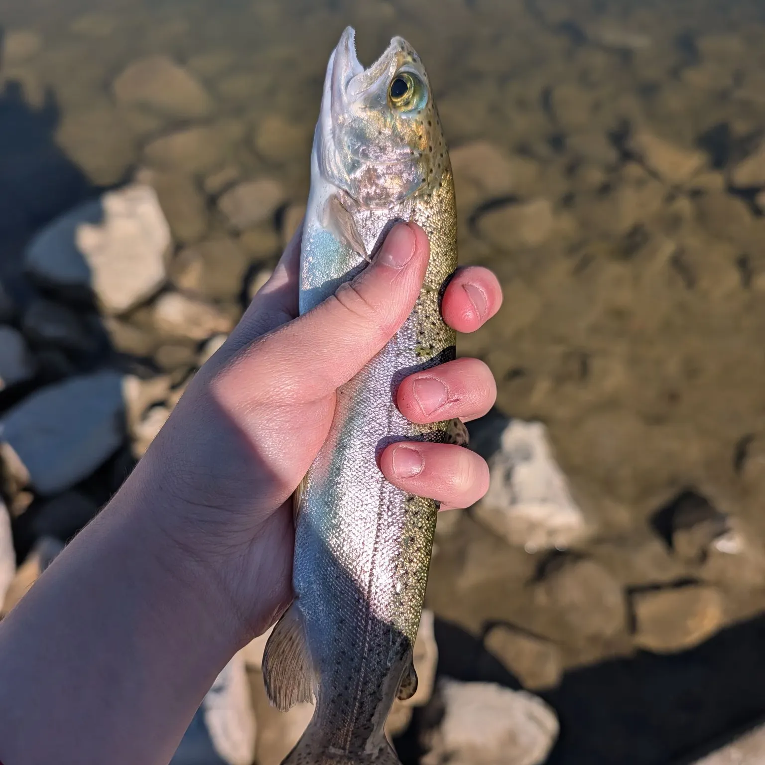 Rainbow trout caught on Fishbrain