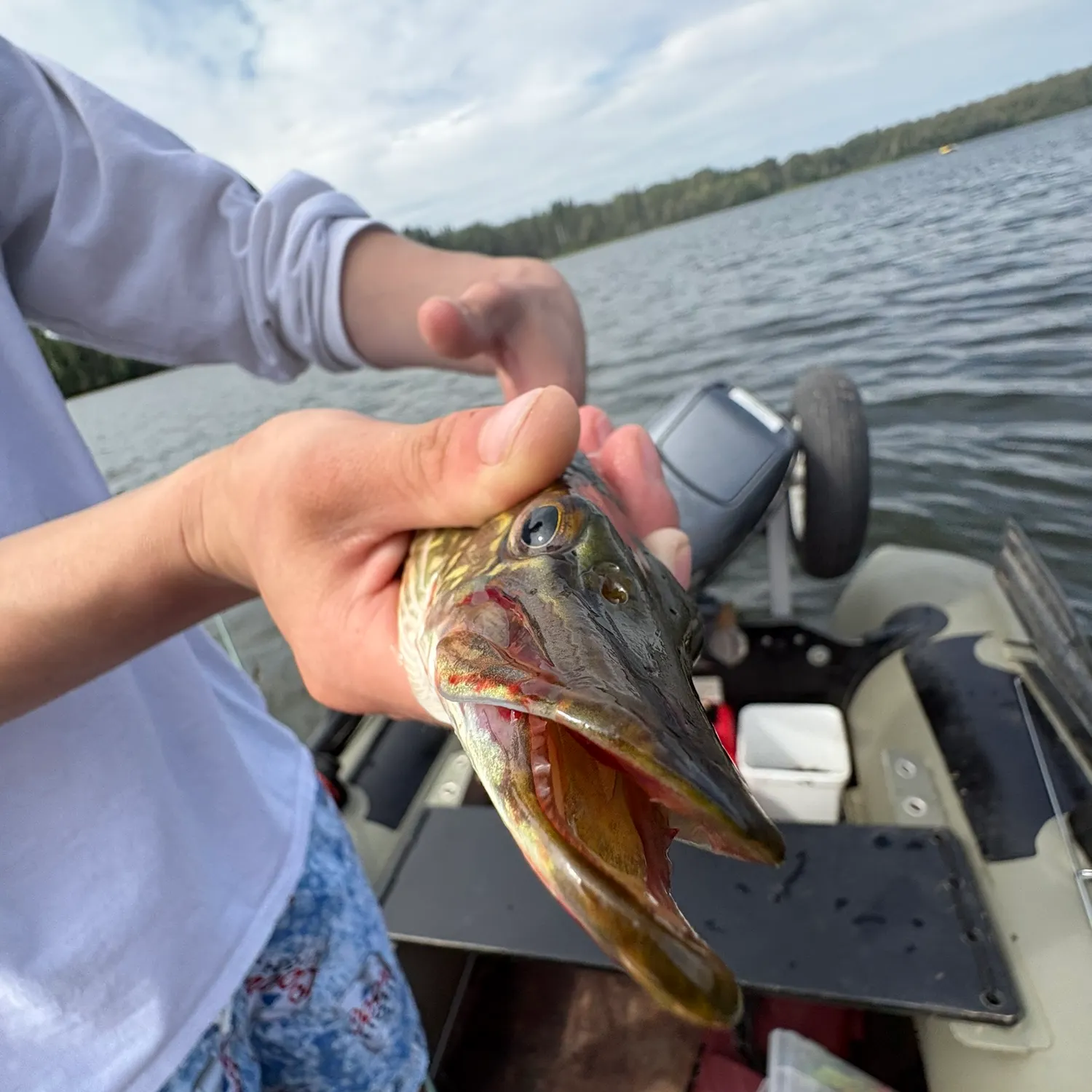 Northern pike caught on Fishbrain