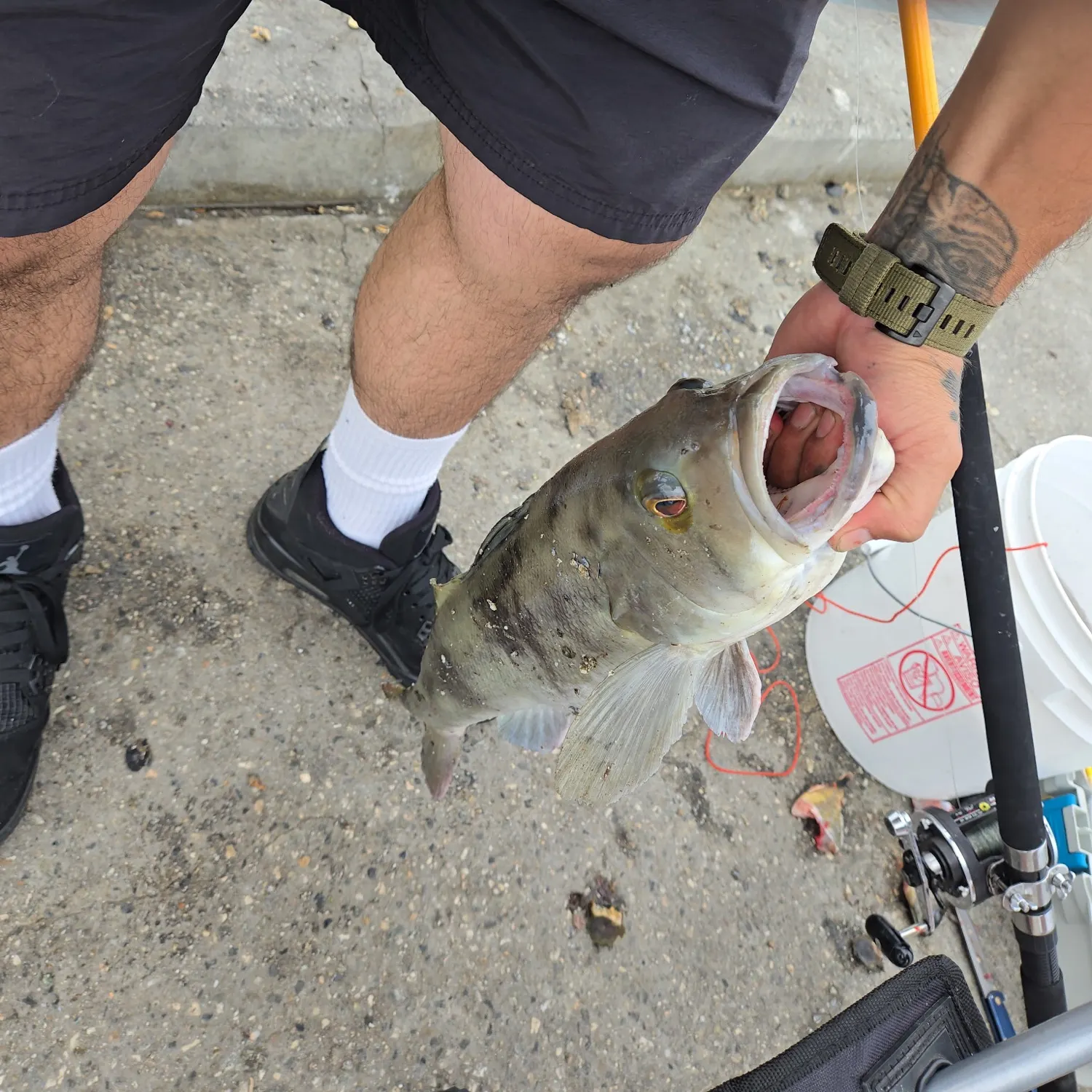 Barred sand bass caught on Fishbrain
