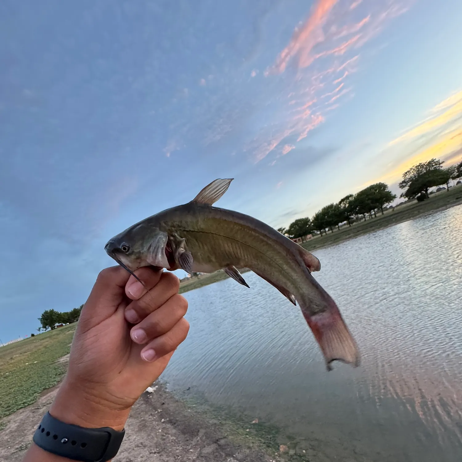 catch