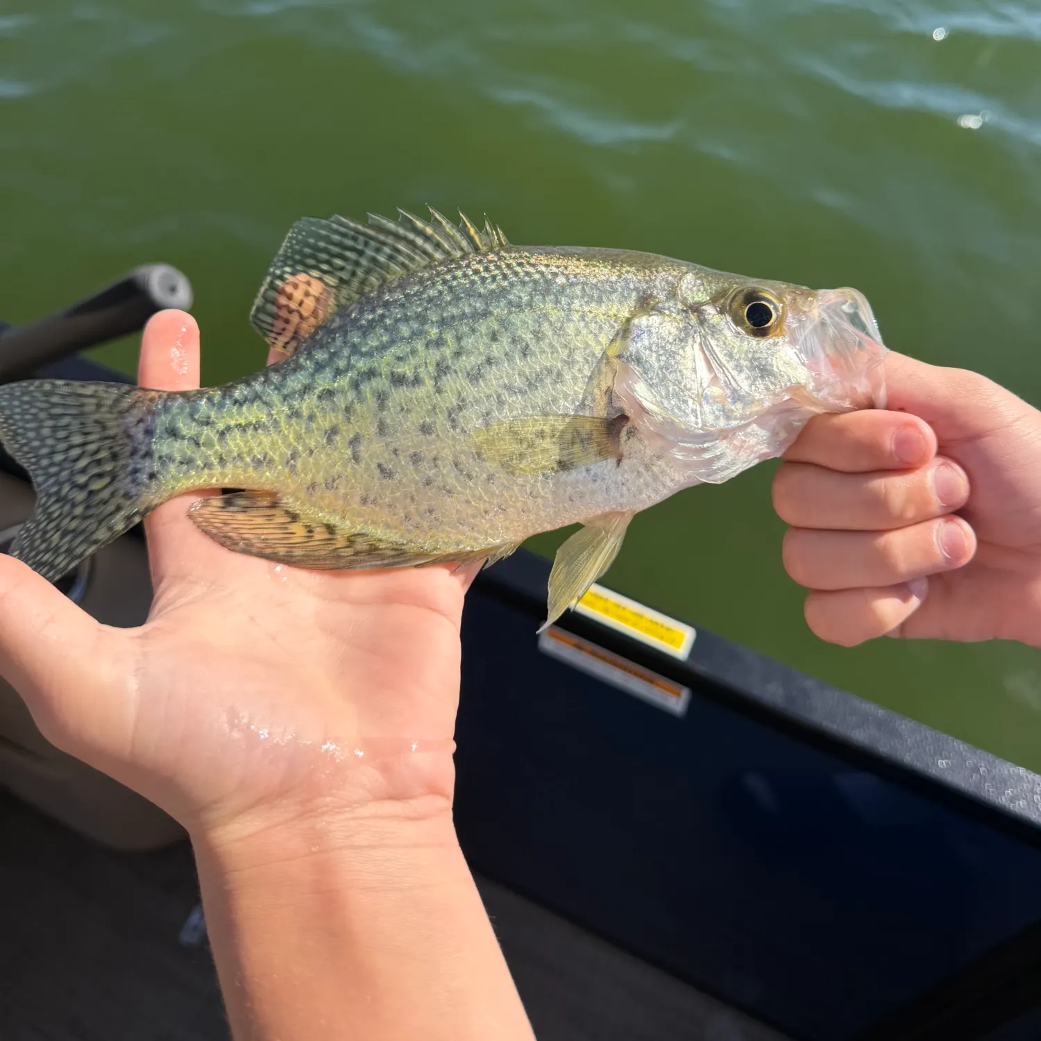 Black crappie caught on Fishbrain