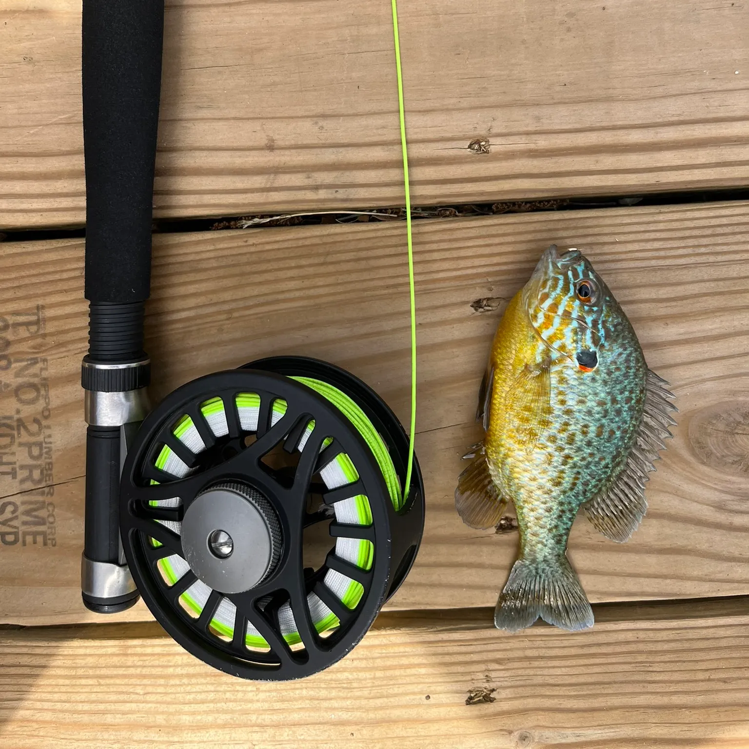 The most recent Pumpkingill hybrid catches on Fishbrain