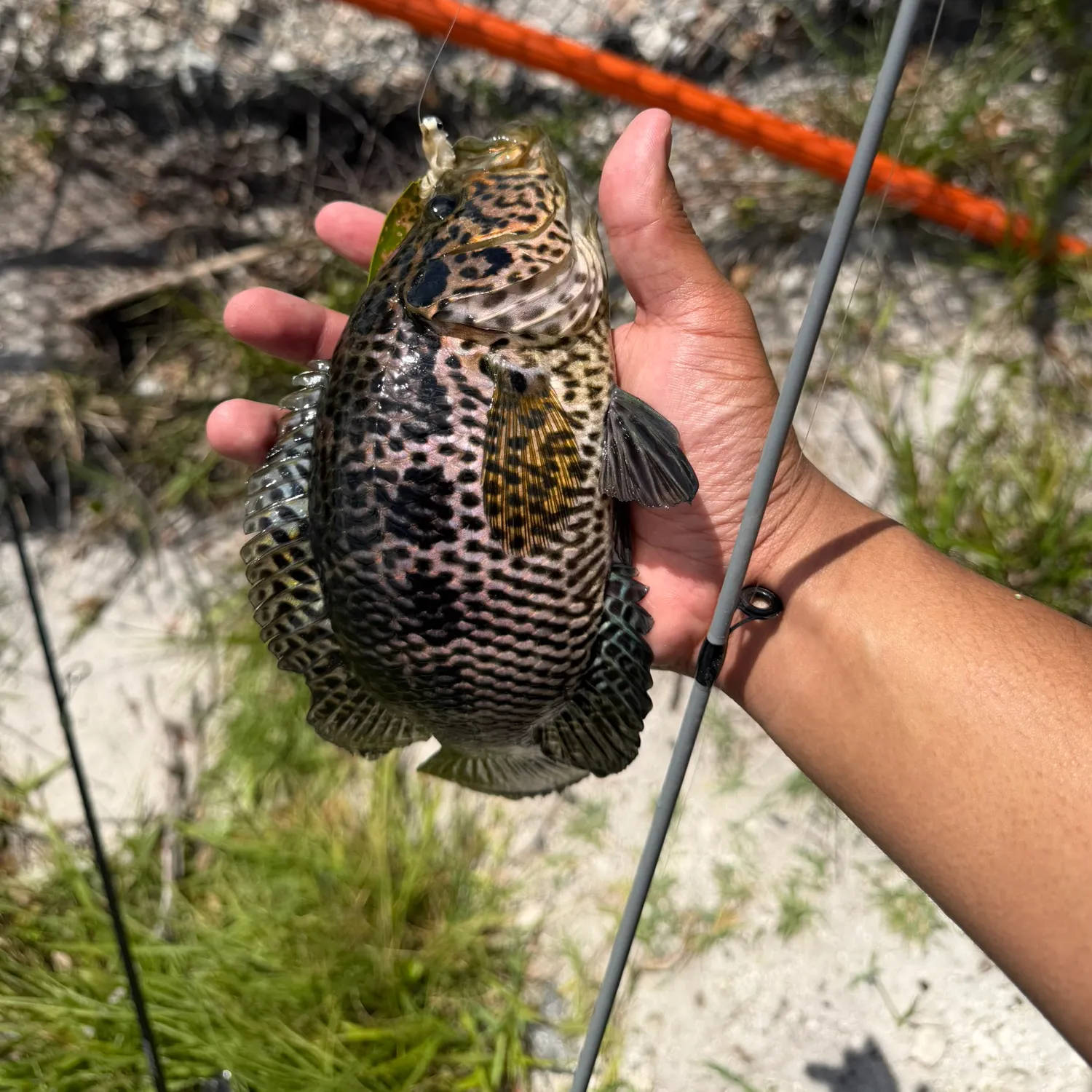 The most recent Jaguar cichlid catches on Fishbrain