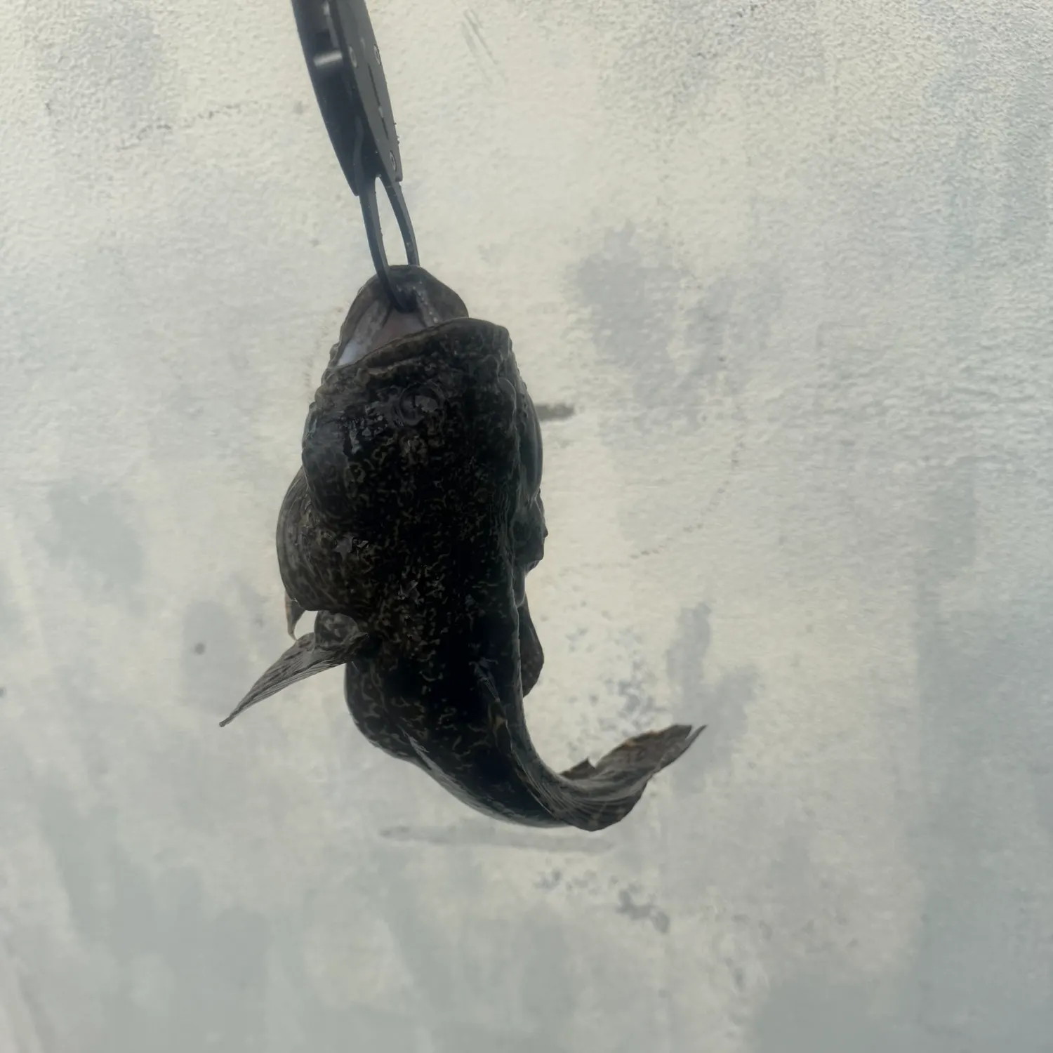 The most recent Boulenger's toadfish catches on Fishbrain