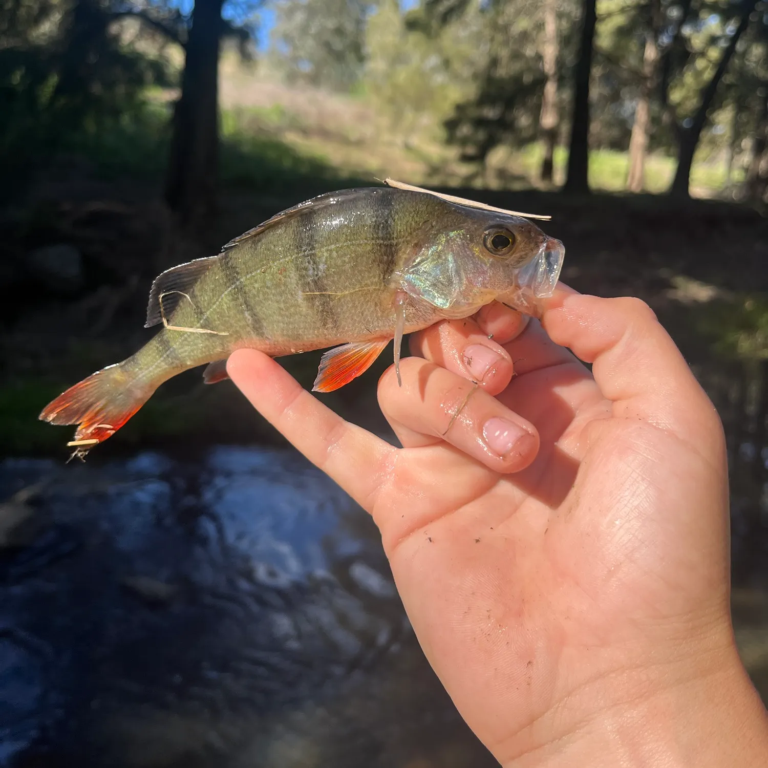 European perch caught on Fishbrain