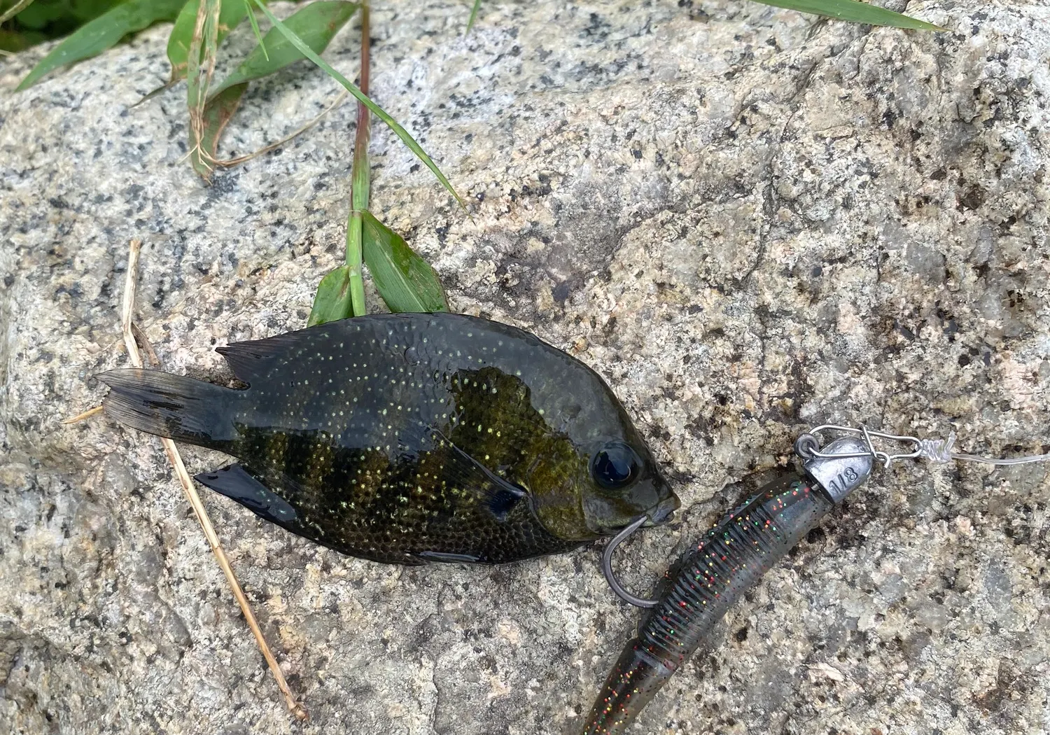 Zebra tilapia