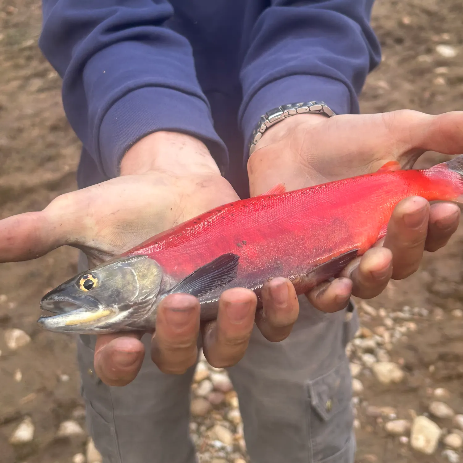 Kokanee salmon caught on Fishbrain